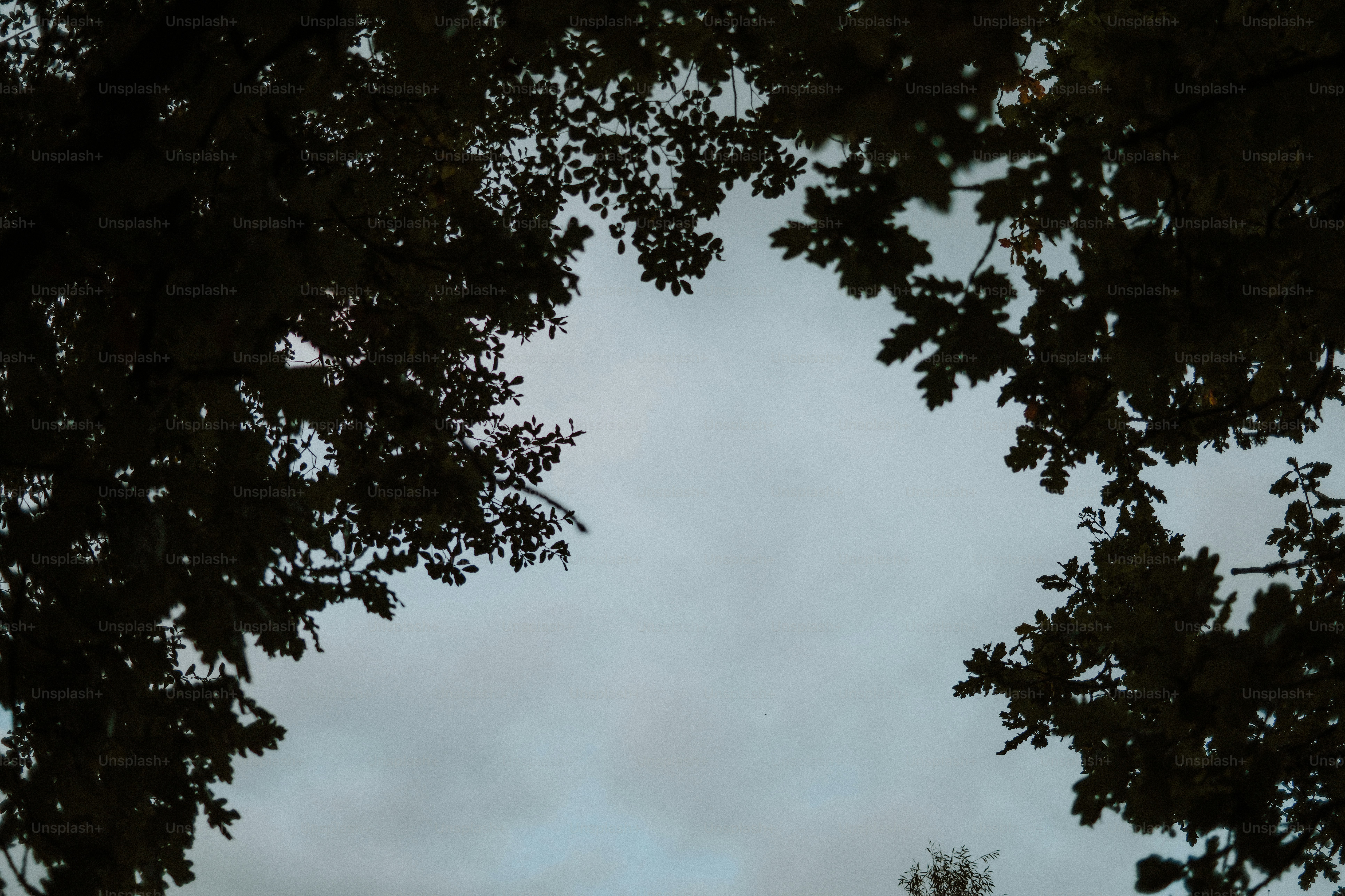 Silhouetted oak leaves framing a pale overcast sky