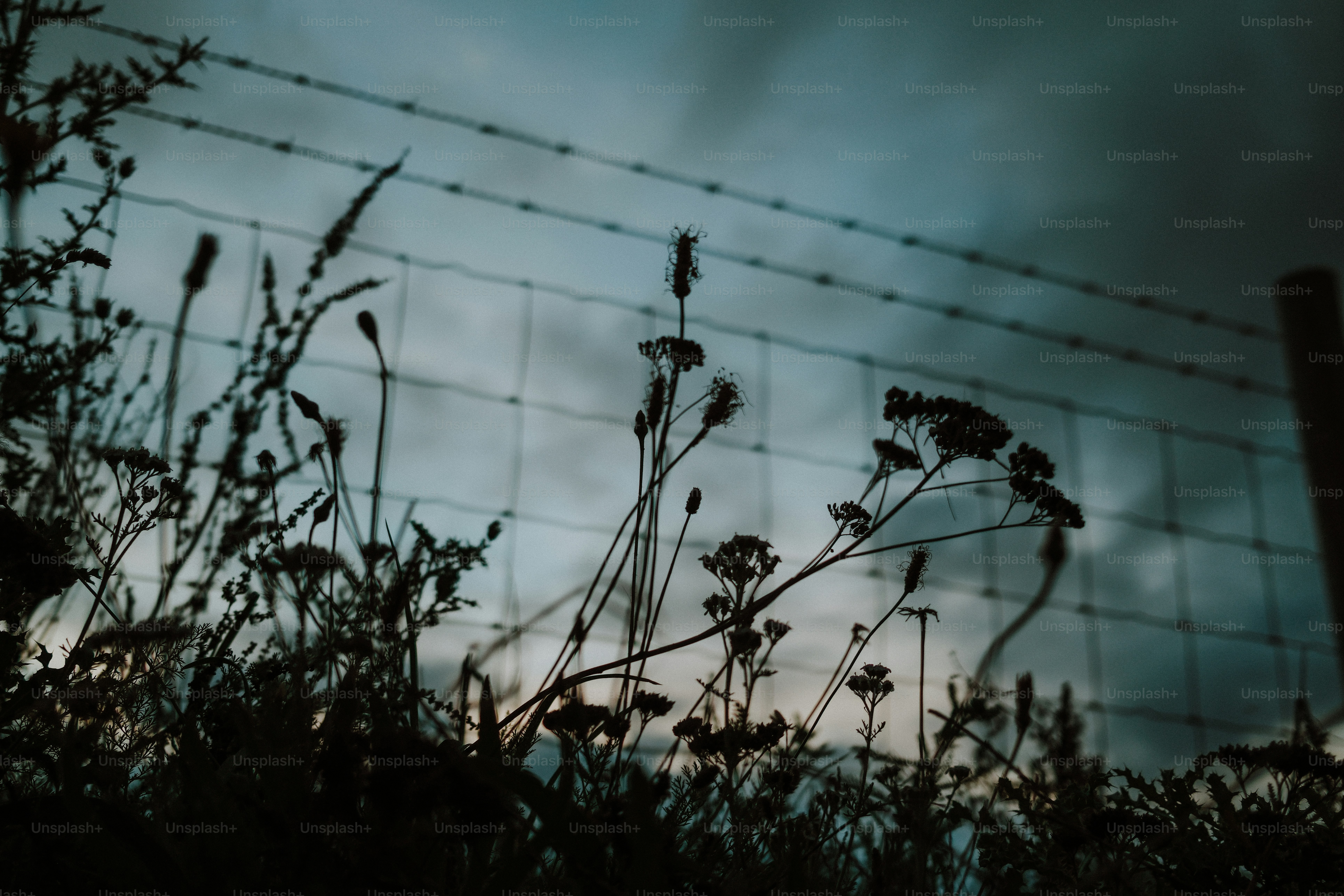 Silhouetted wildflowers against a wire fence under a dark moody sky