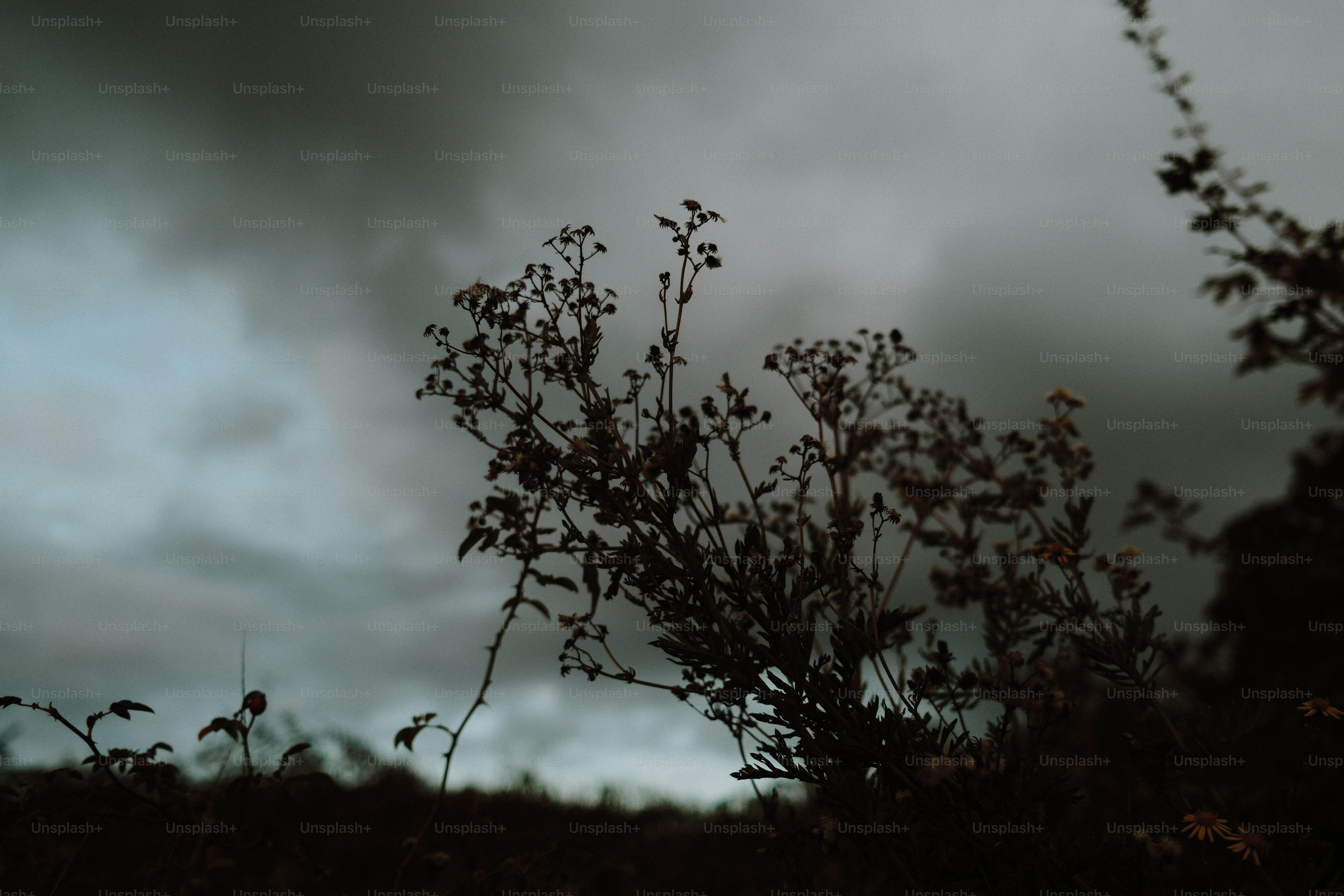 Silhouetted wildflowers against a dark and moody overcast sky