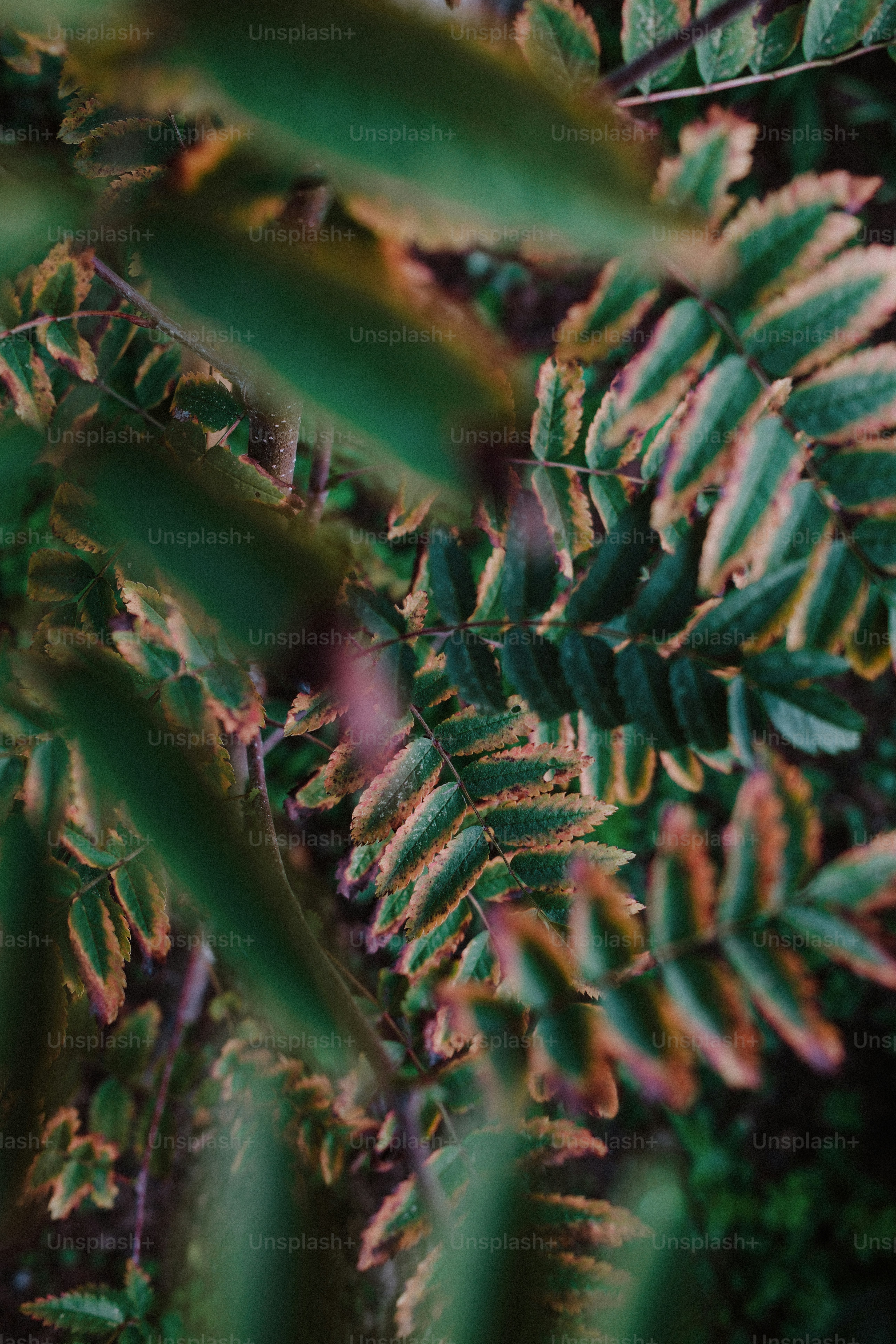 Macro view of green and orange autumn leaves on a branch