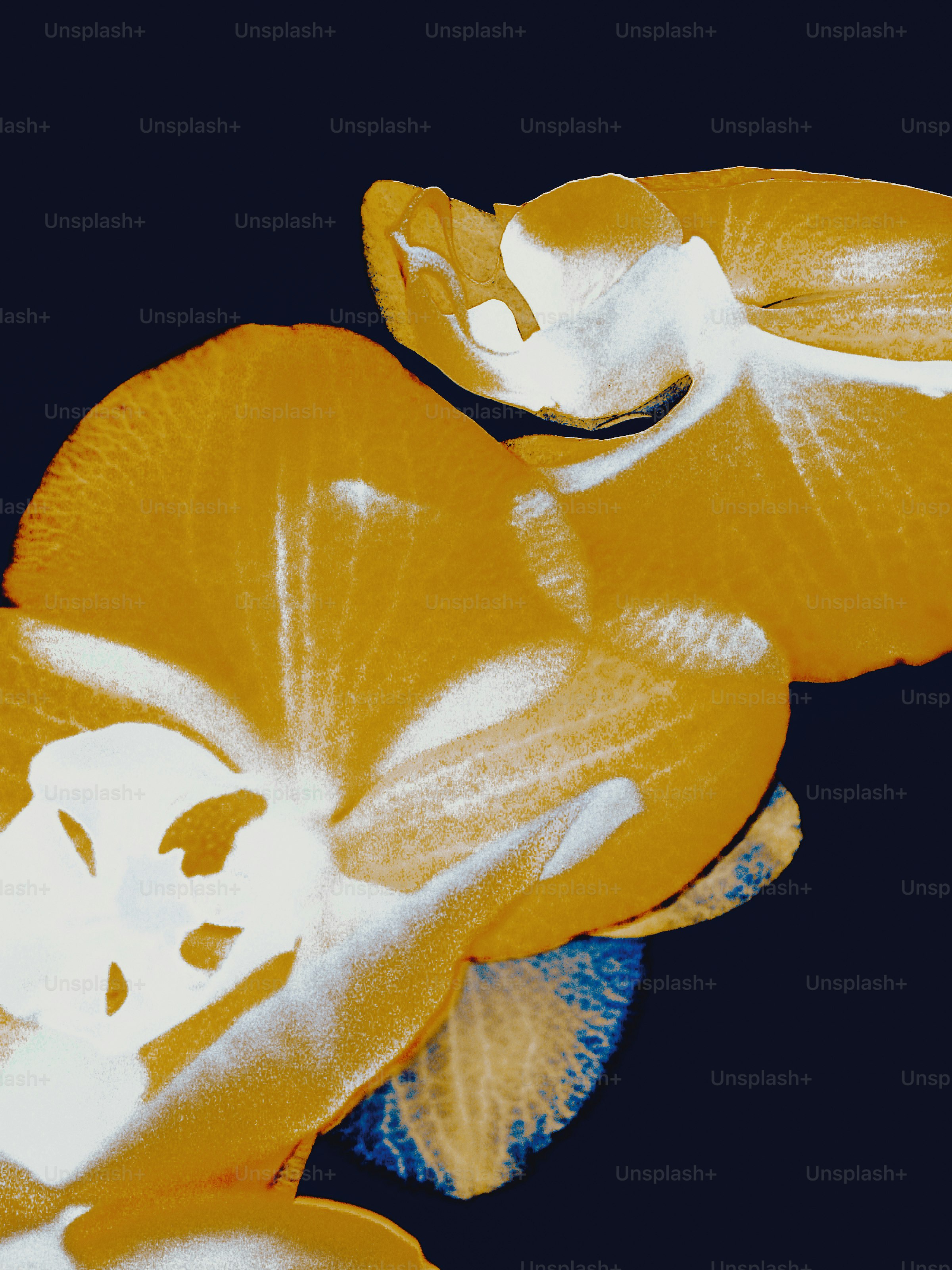 Two vibrant orange orchid flowers with white highlights against a dark background