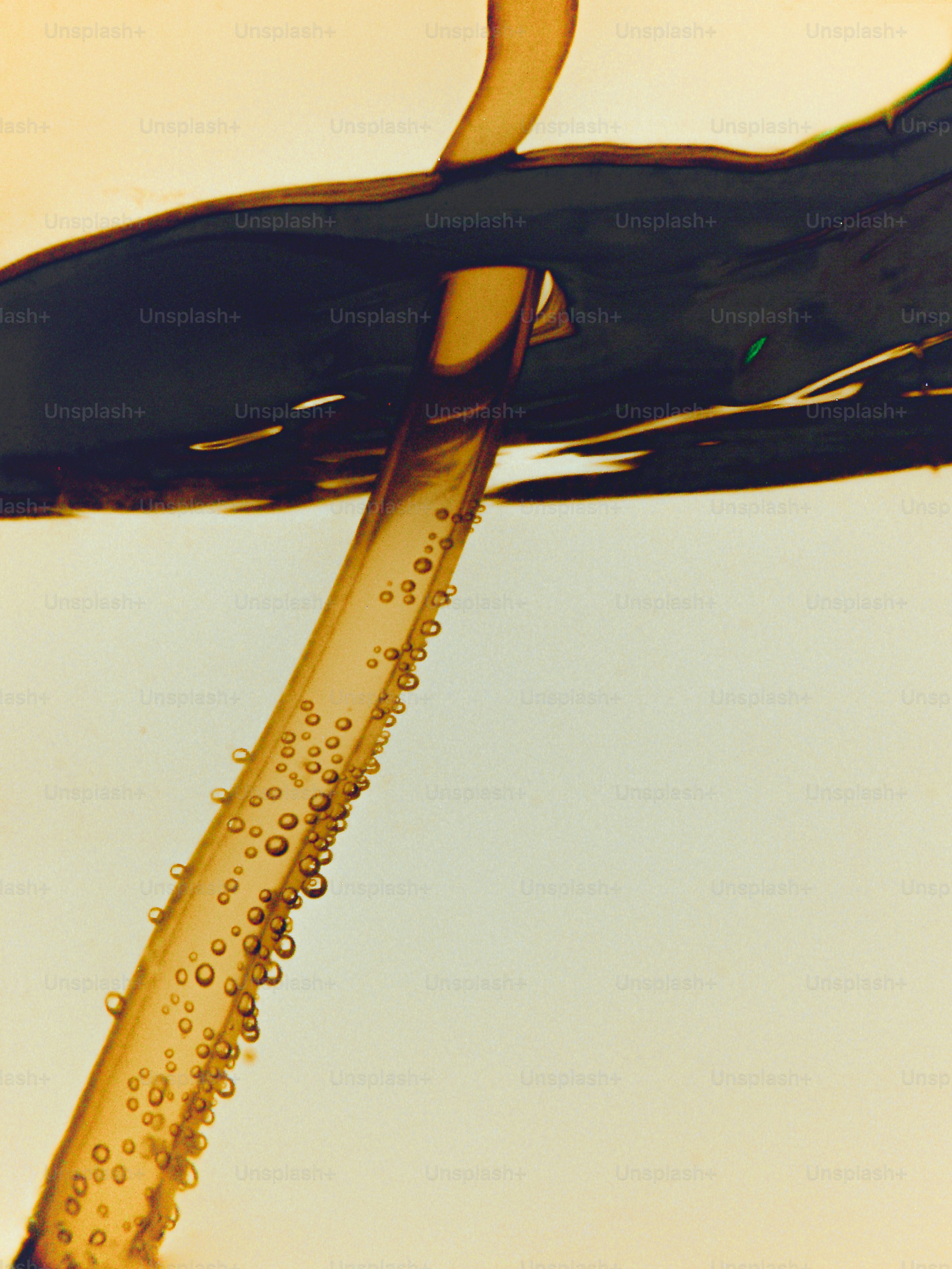 A drinking straw submerged in a dark liquid with small bubbles clinging to the surface