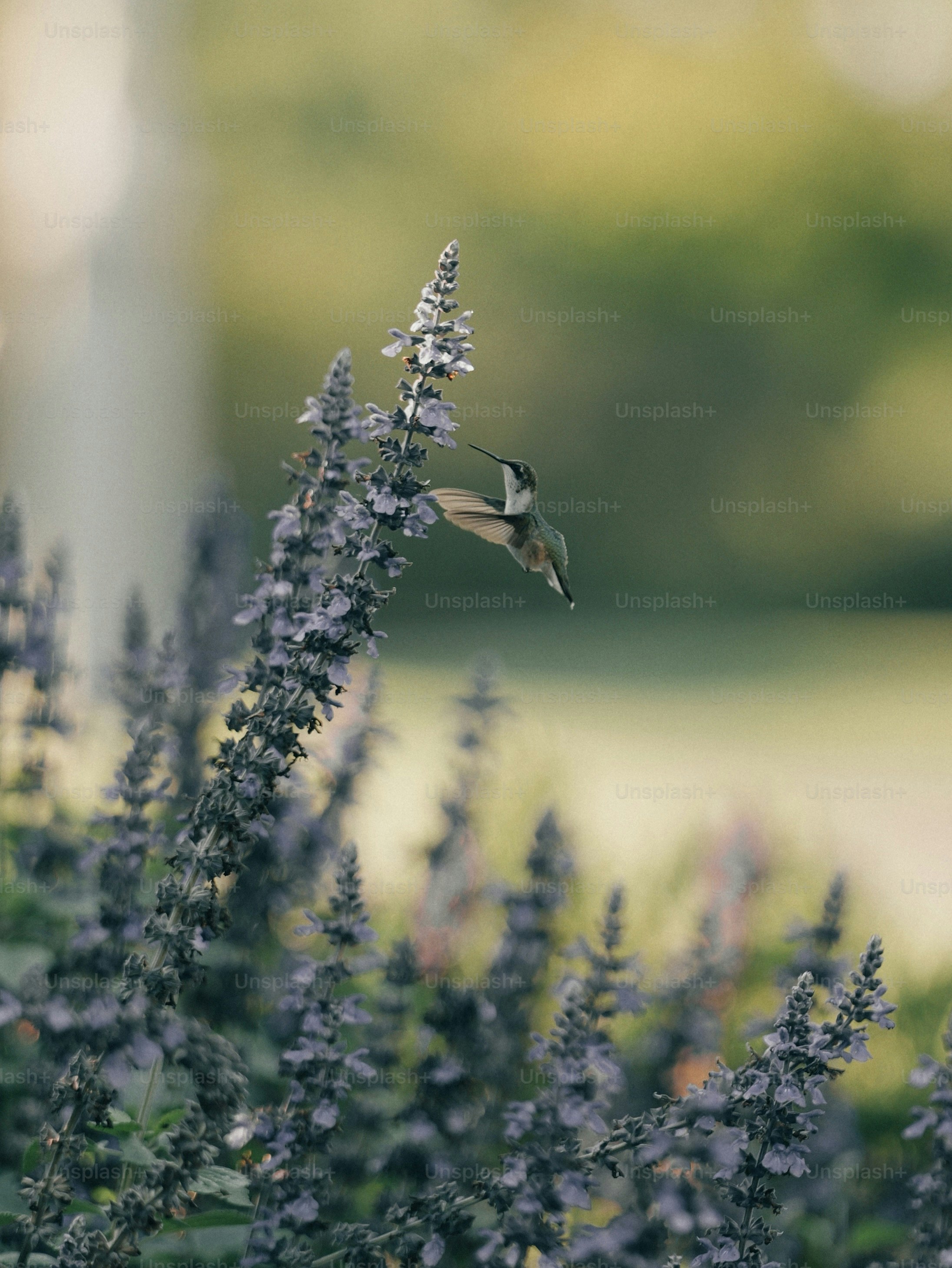 A hummingbird hovering beside a cluster of purple flowers in soft golden light