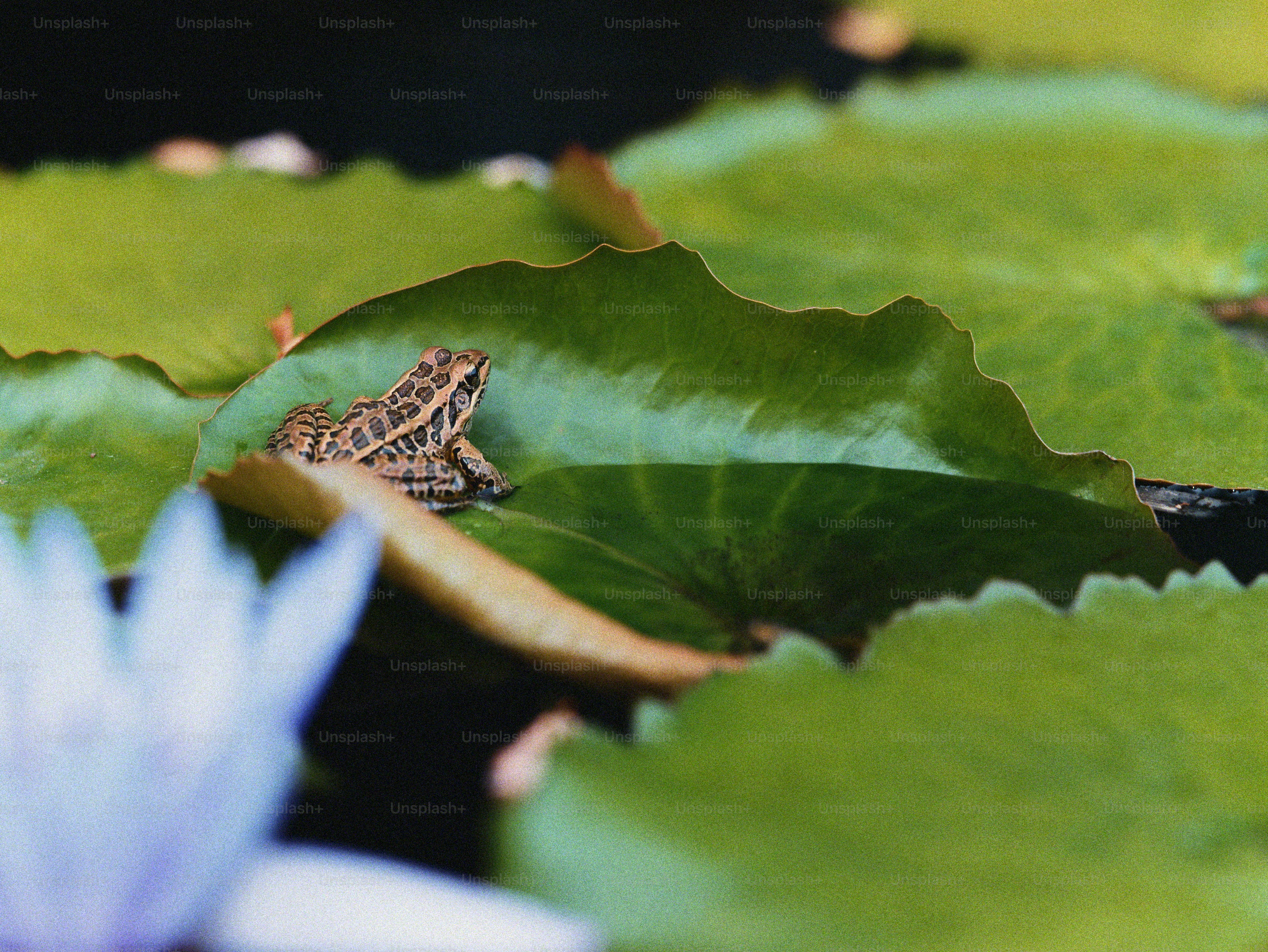 A spotted leopard frog on a green lily pad surrounded by aquatic leaves