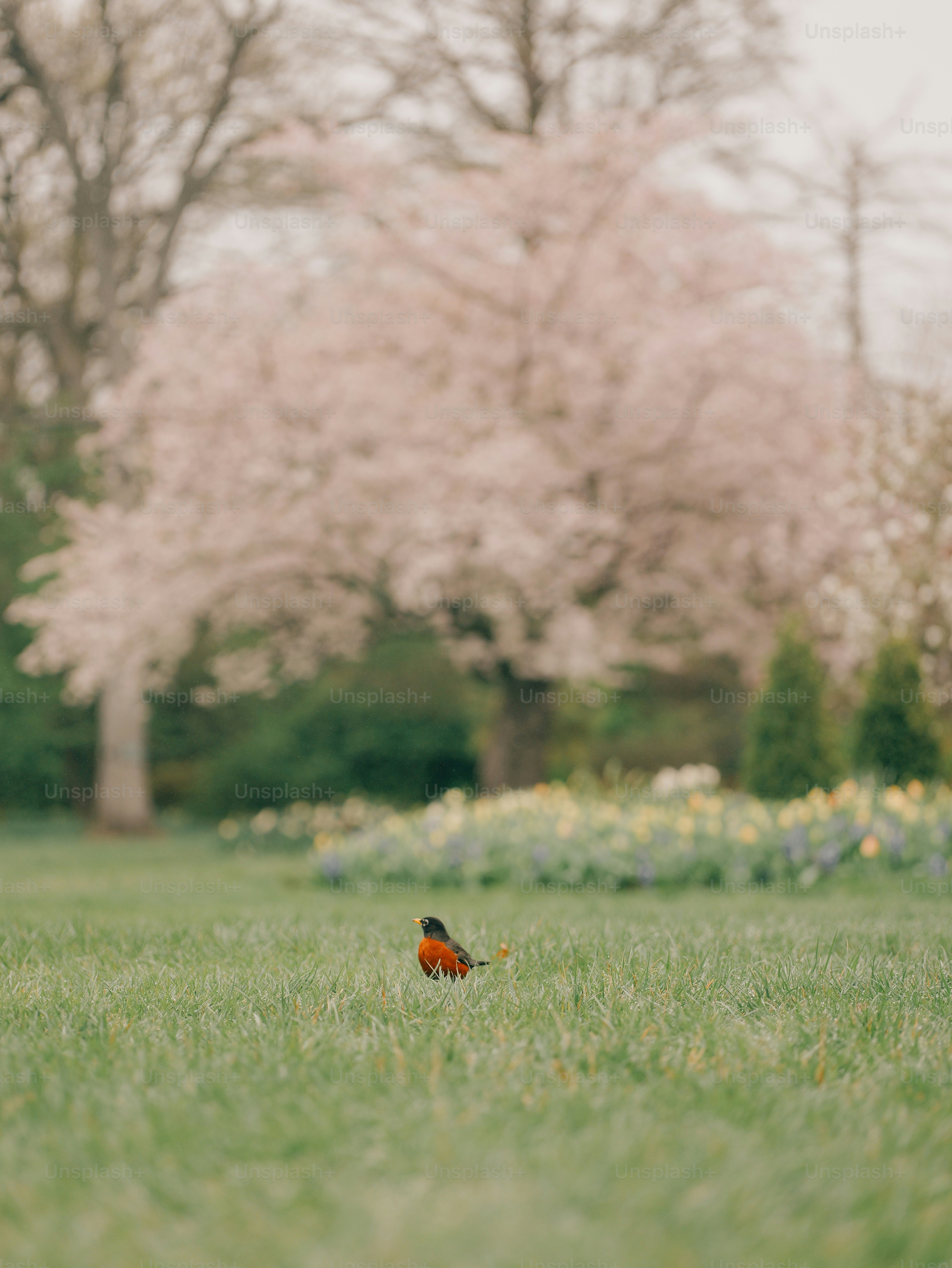 An American robin on a green lawn with a blooming cherry tree in the background