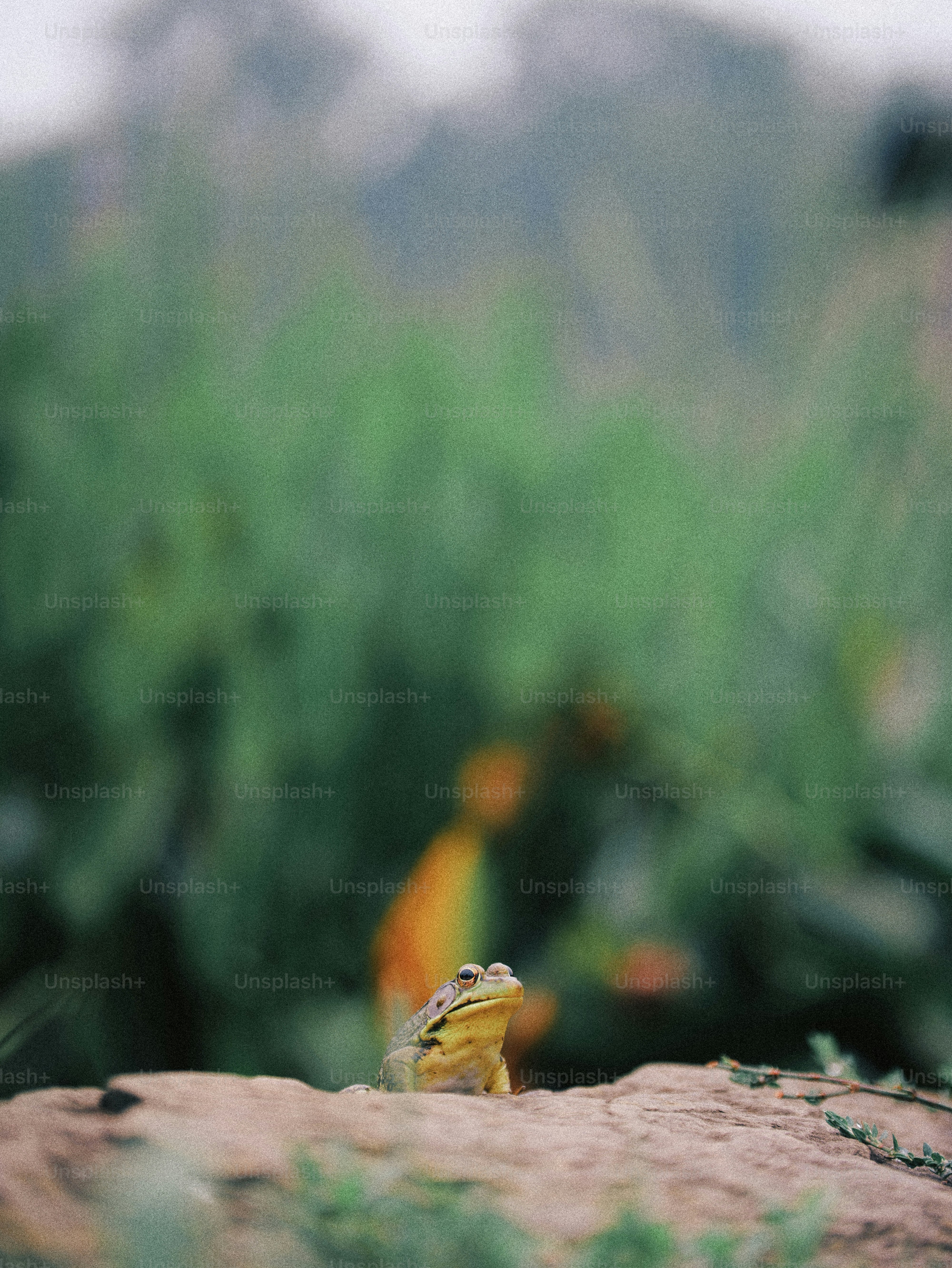 A small green frog peeking over the edge of a rock against blurred green foliage