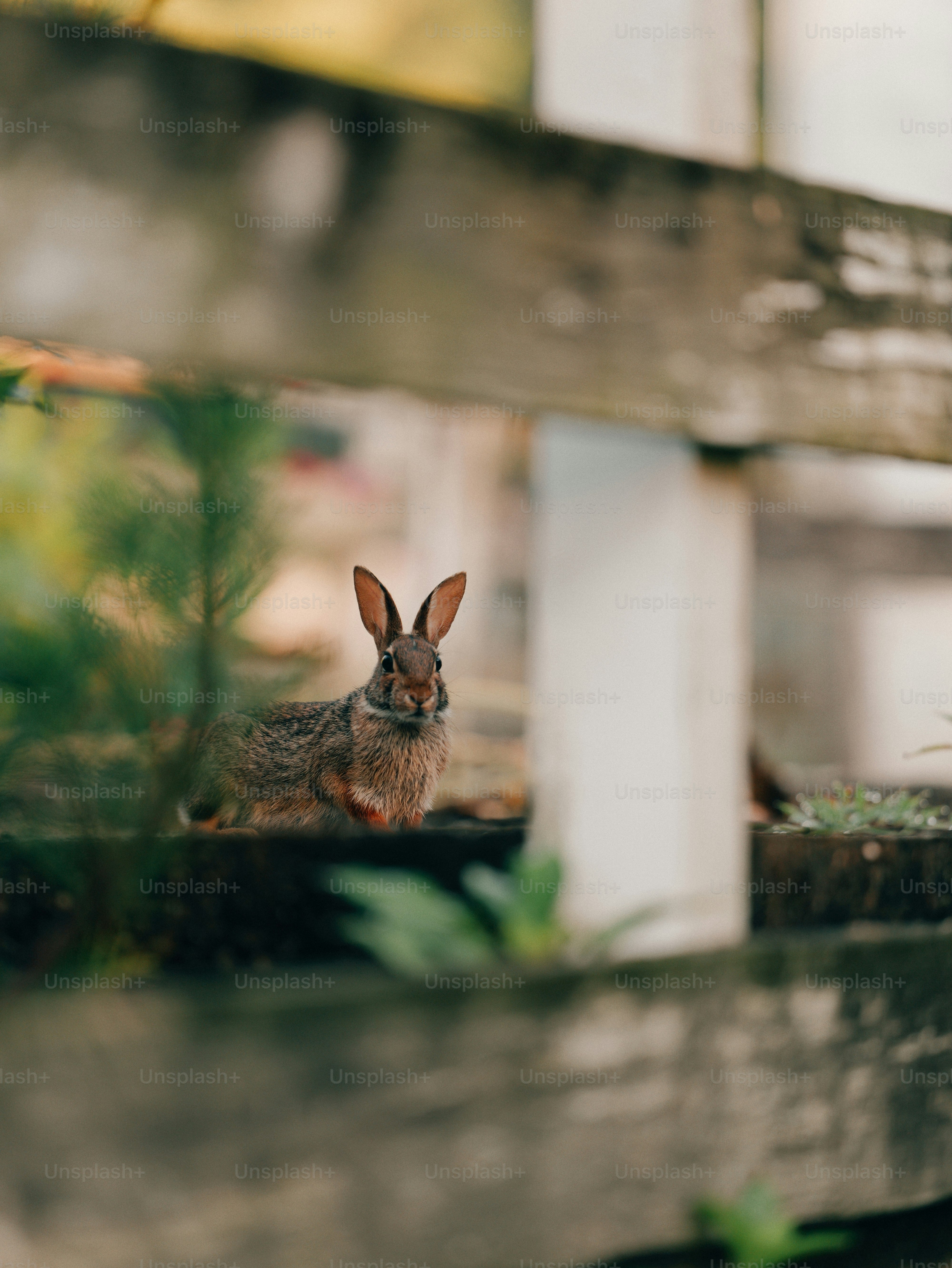 A brown rabbit behind a weathered wooden fence in soft natural light