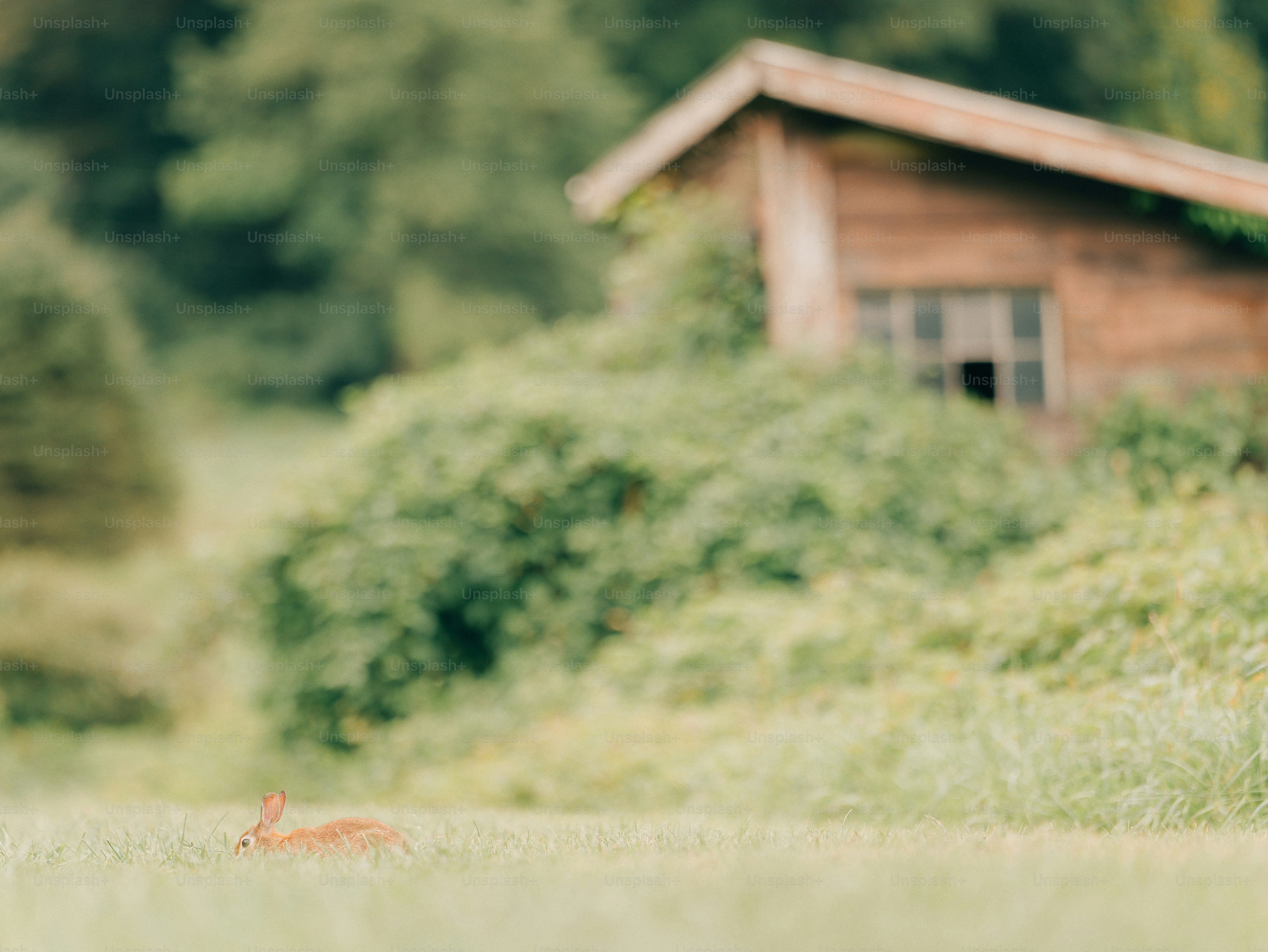 A brown rabbit in a grassy field with a rustic wooden building in the background