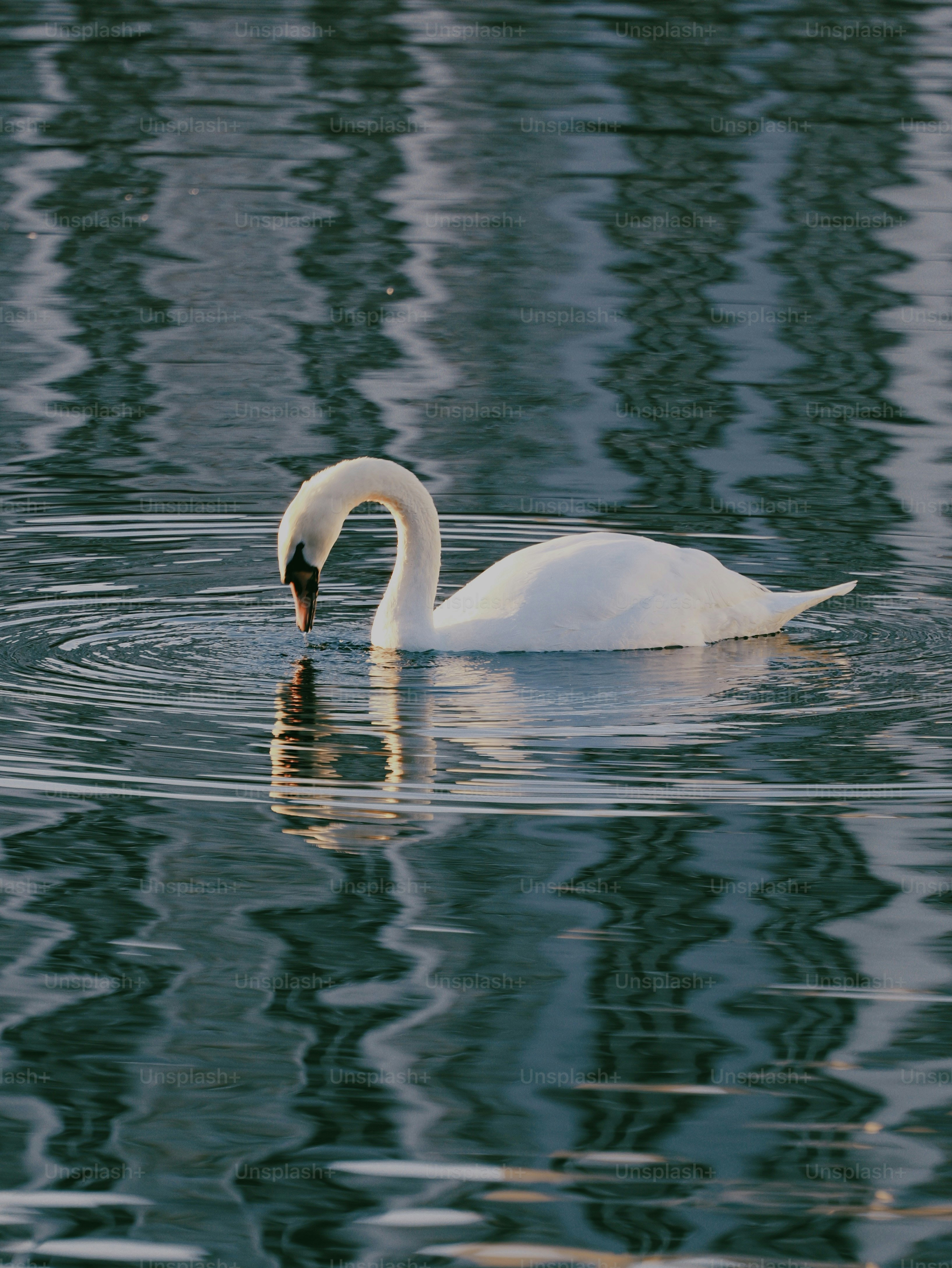 A white swan gliding on calm water with its head lowered toward the surface