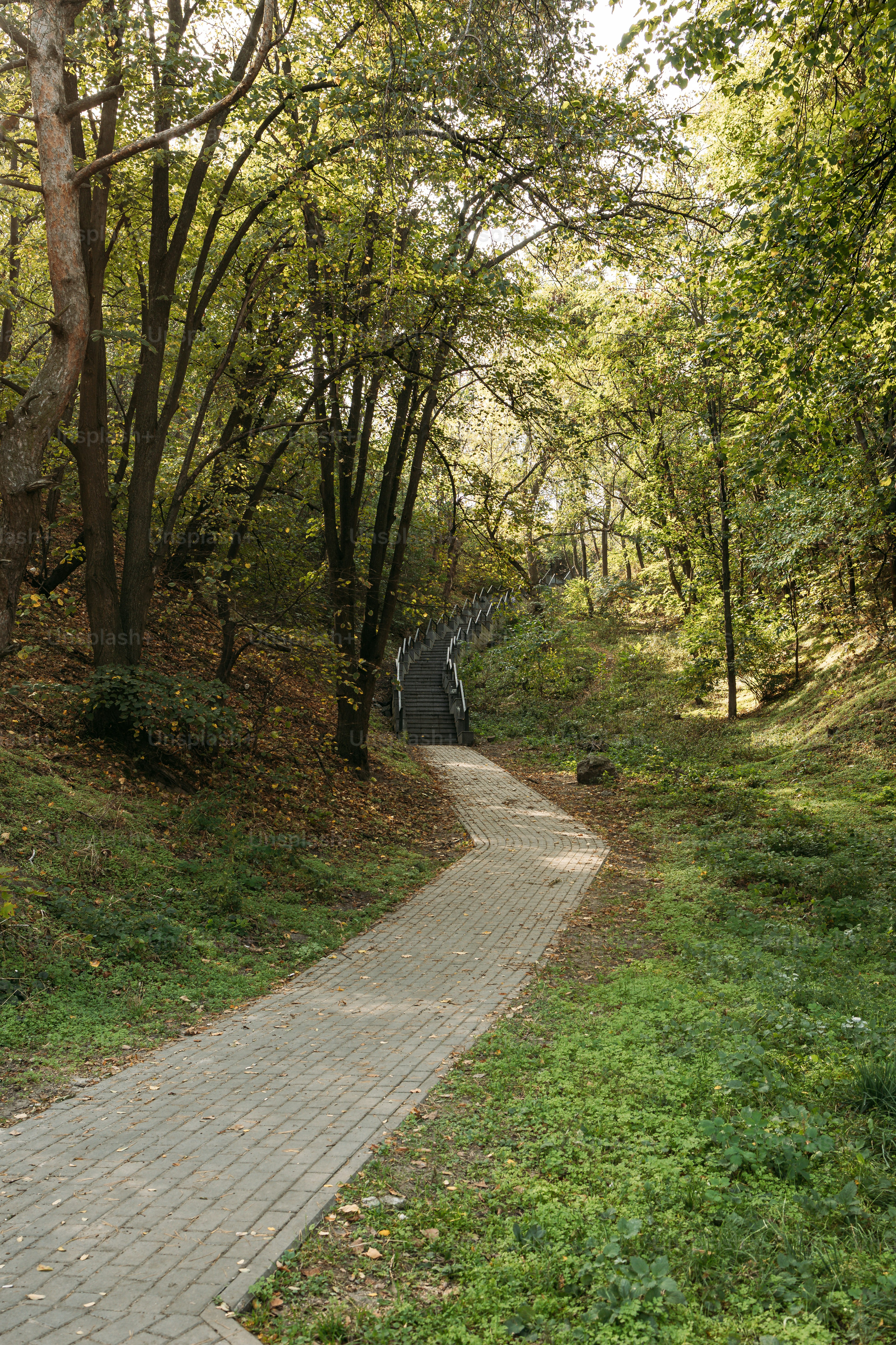 Mossy stone steps in autumn forest - Photo on Unsplash+