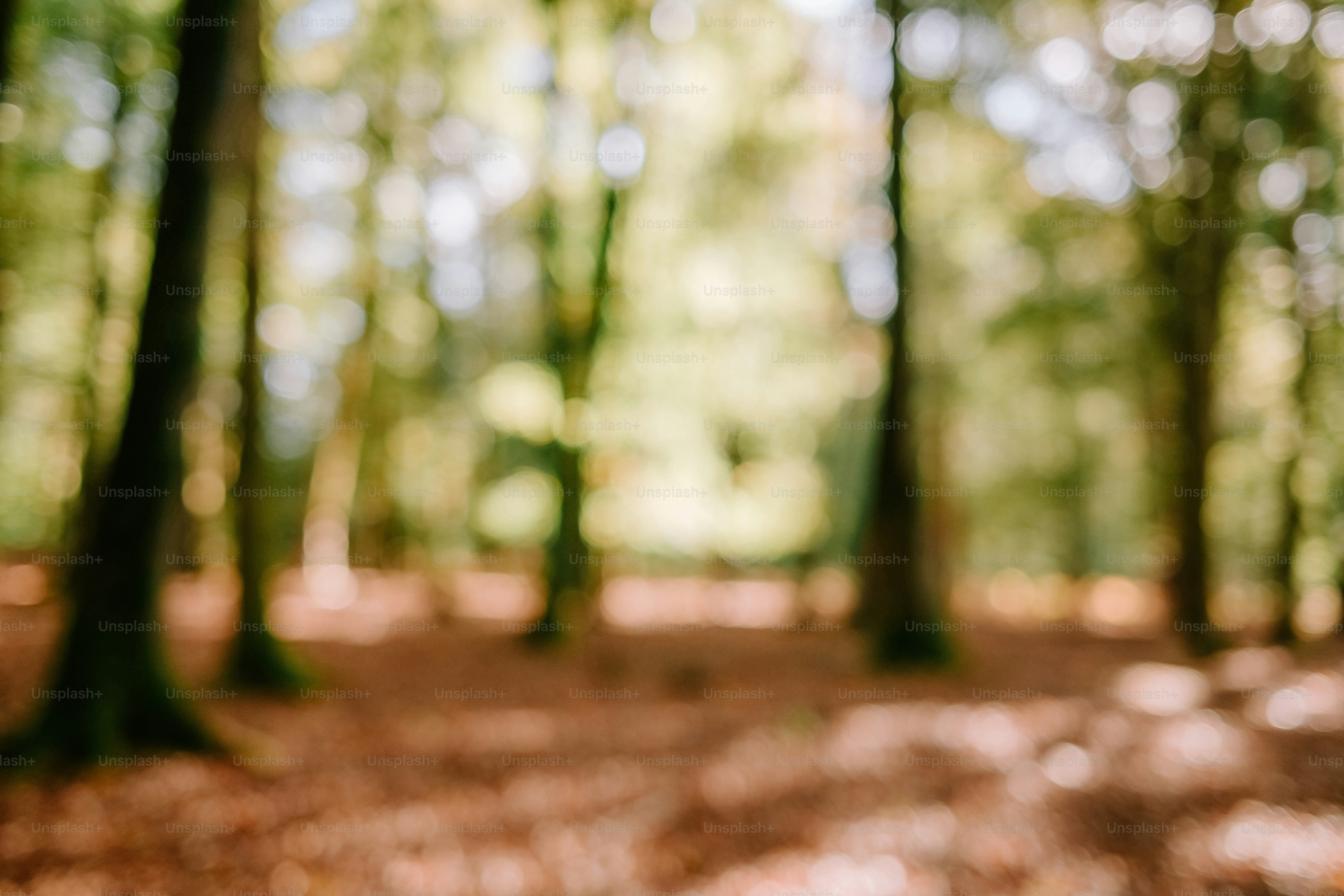 A blurred forest scene with dappled sunlight filtering through the trees