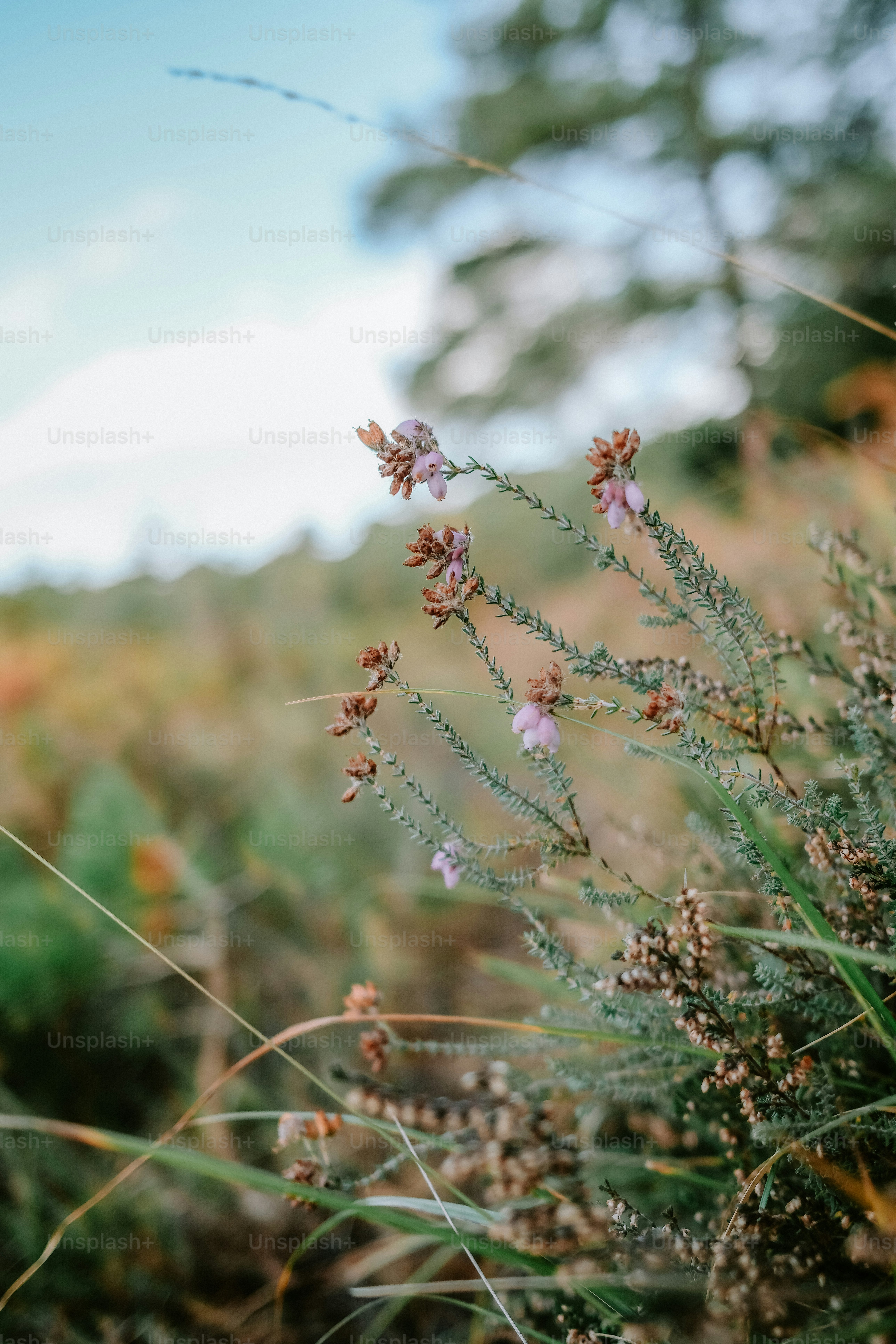 Small pink heather flowers blooming on thin green stems in a meadow
