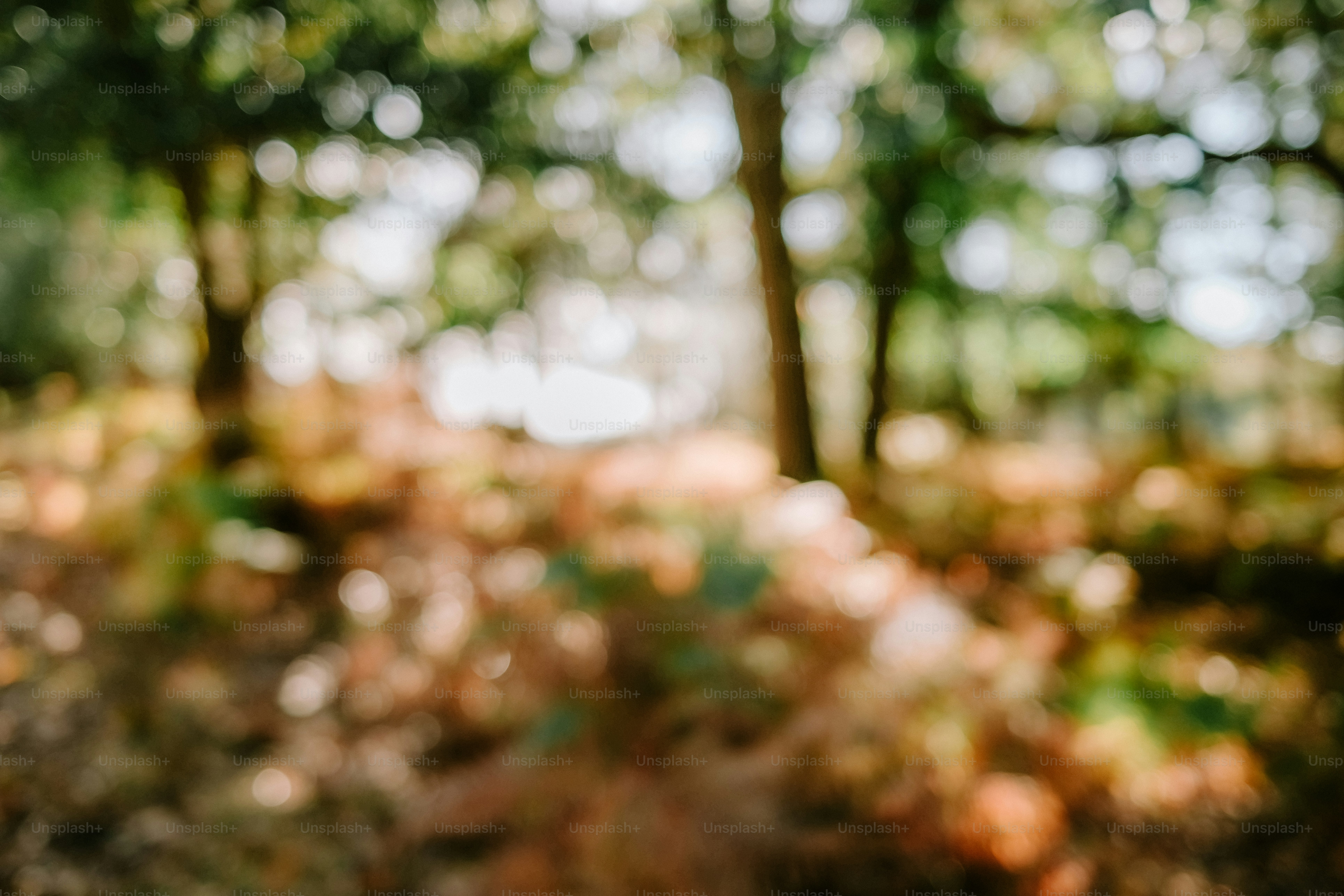 Blurred forest floor with dappled sunlight filtering through the trees