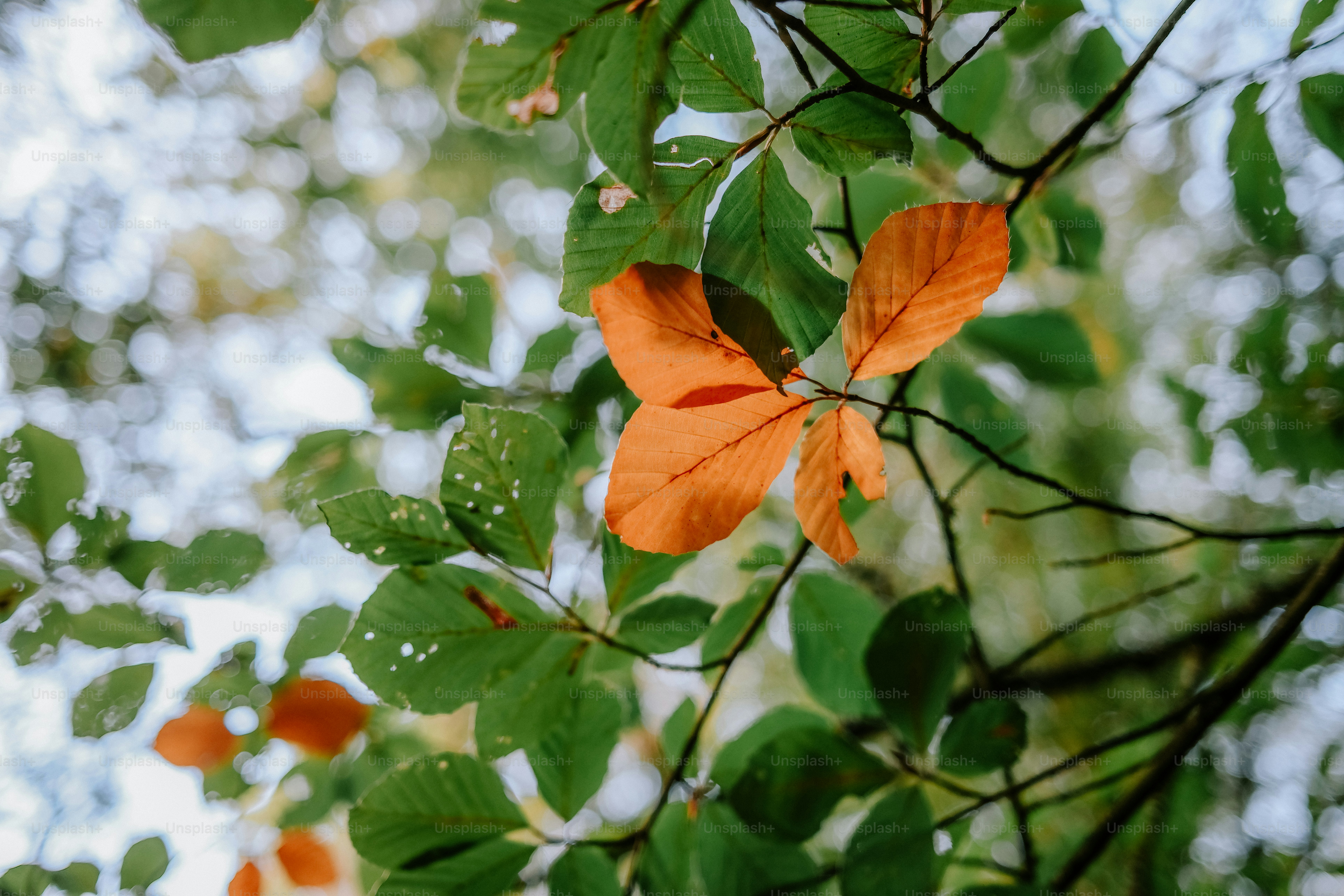 A single bright orange leaf among green foliage on a tree branch in autumn