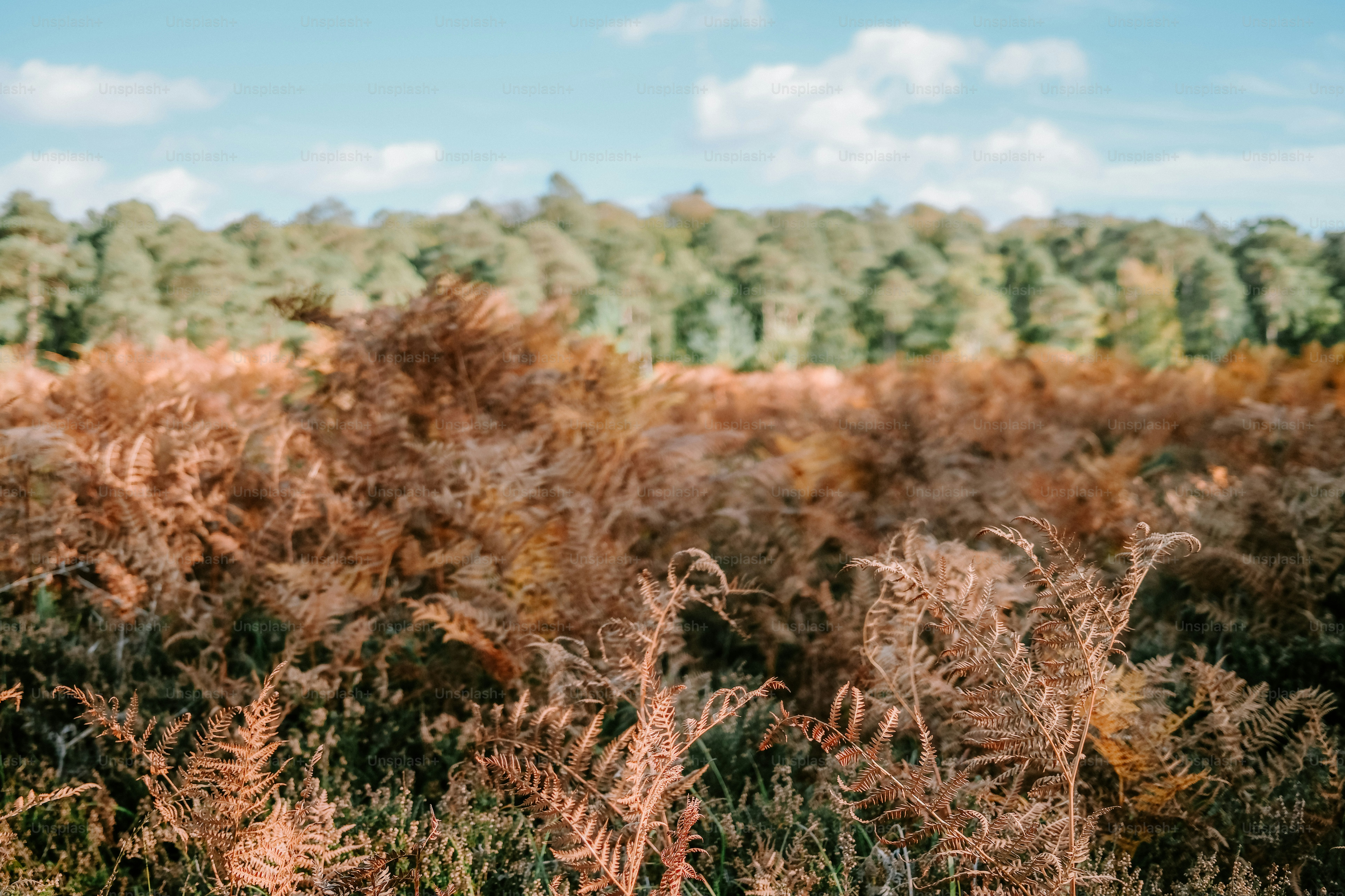 Brown ferns in a field with a blurred forest background under a blue sky