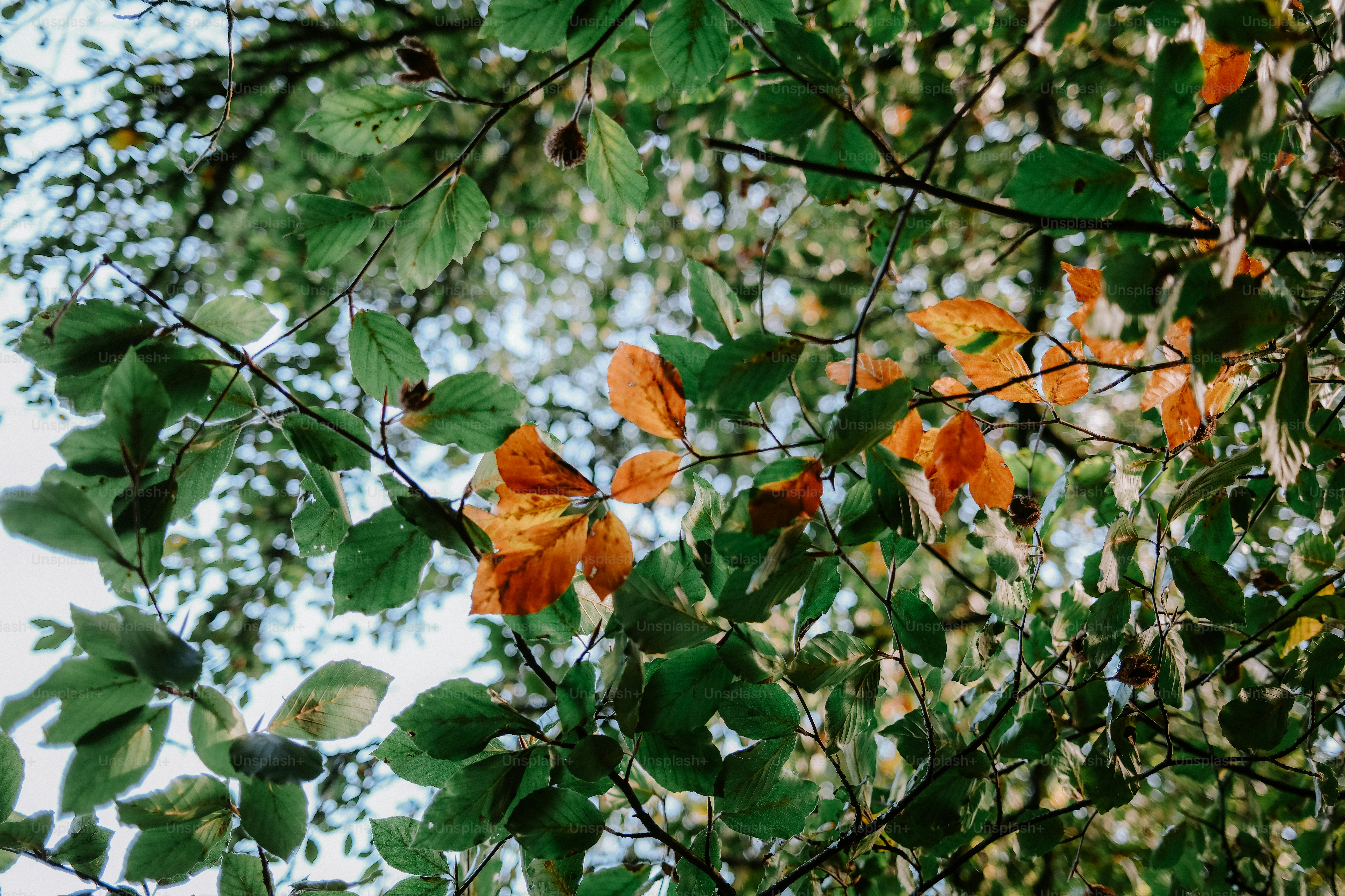 Green and orange autumn leaves on tree branches against a bright sky