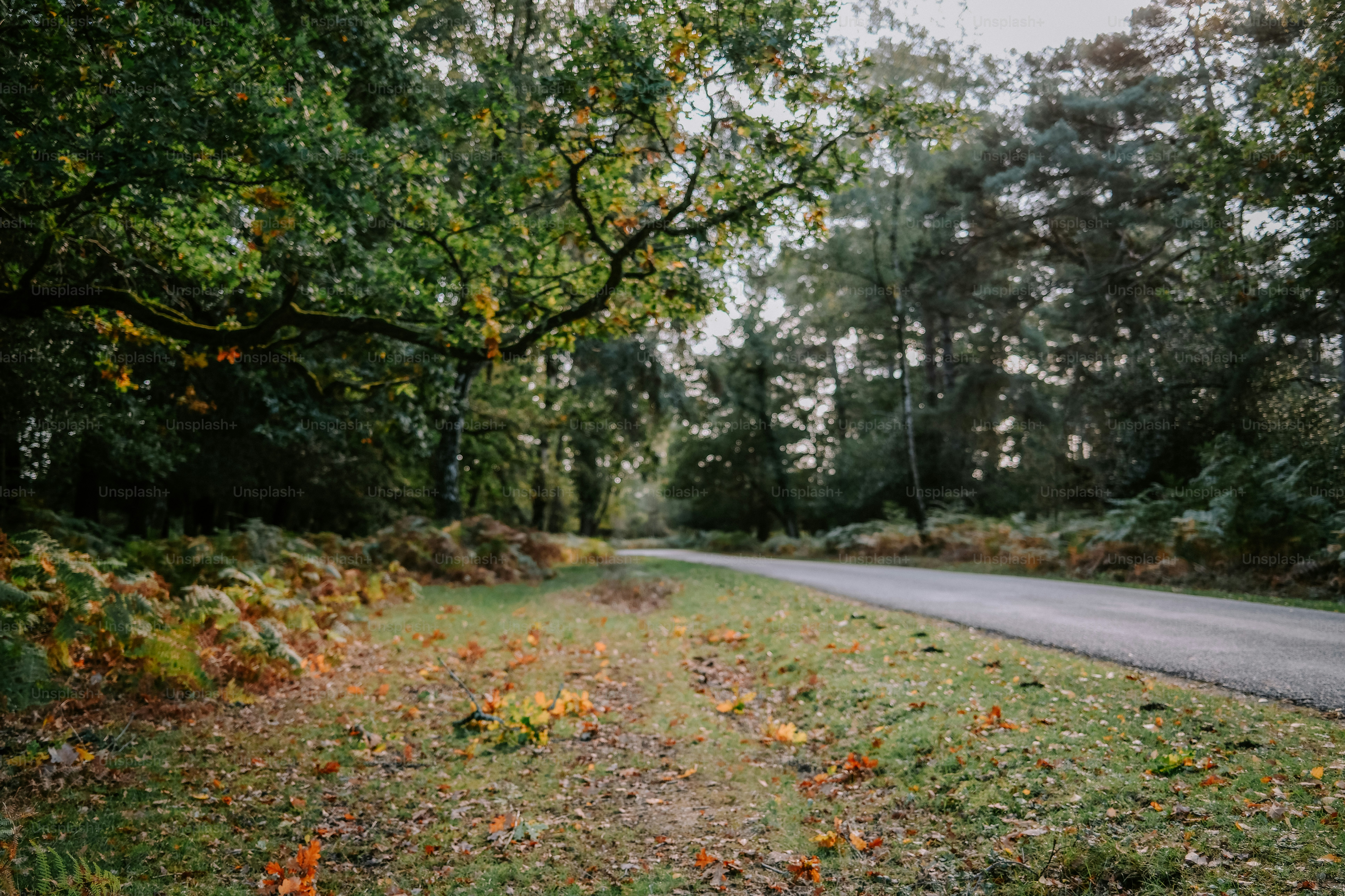 A paved road winding through a forest with fallen autumn leaves on the grass