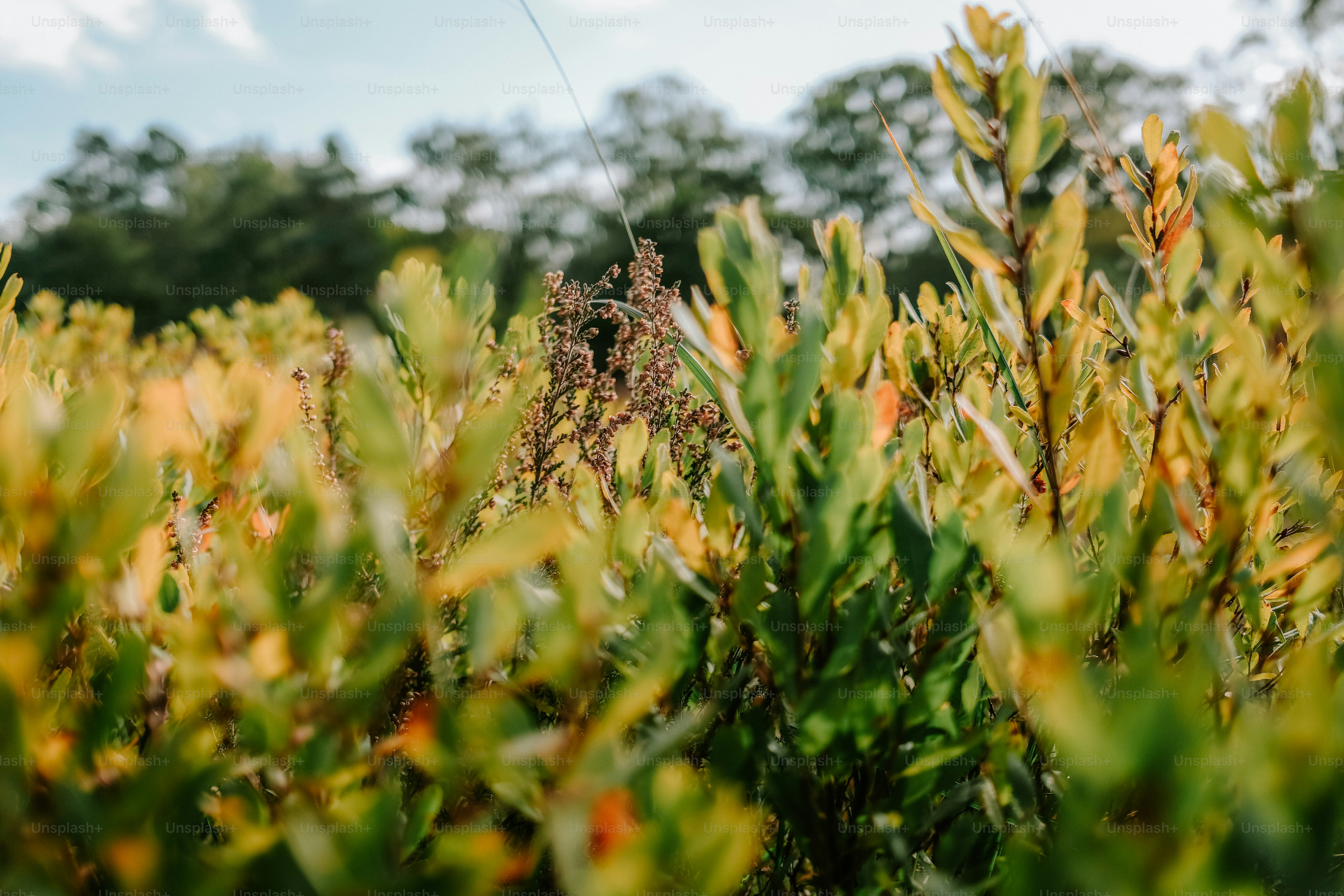 Green and yellow foliage in a sunlit field with blurred trees in the background