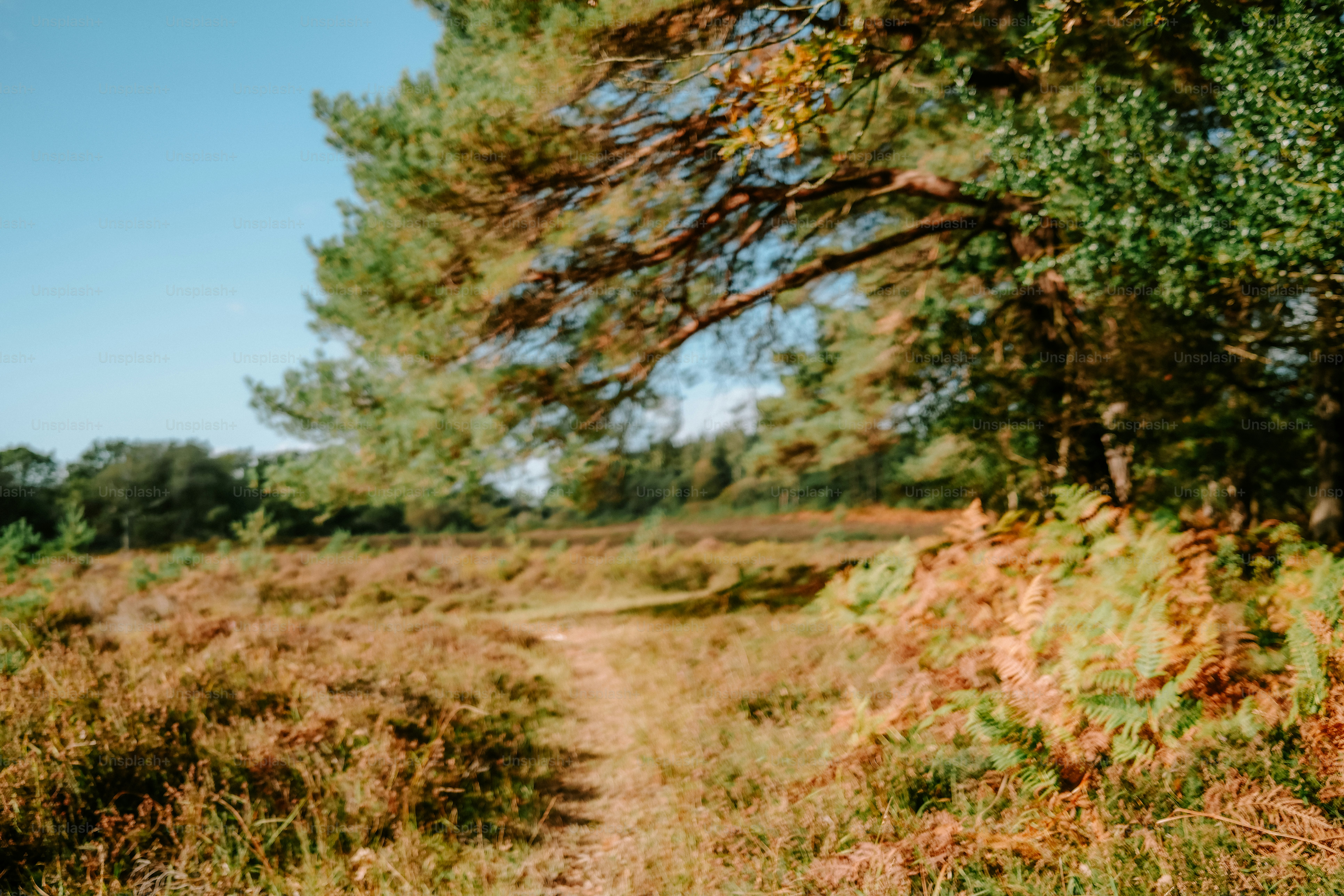 A narrow dirt path winding through a sunlit heath with pine trees and ferns