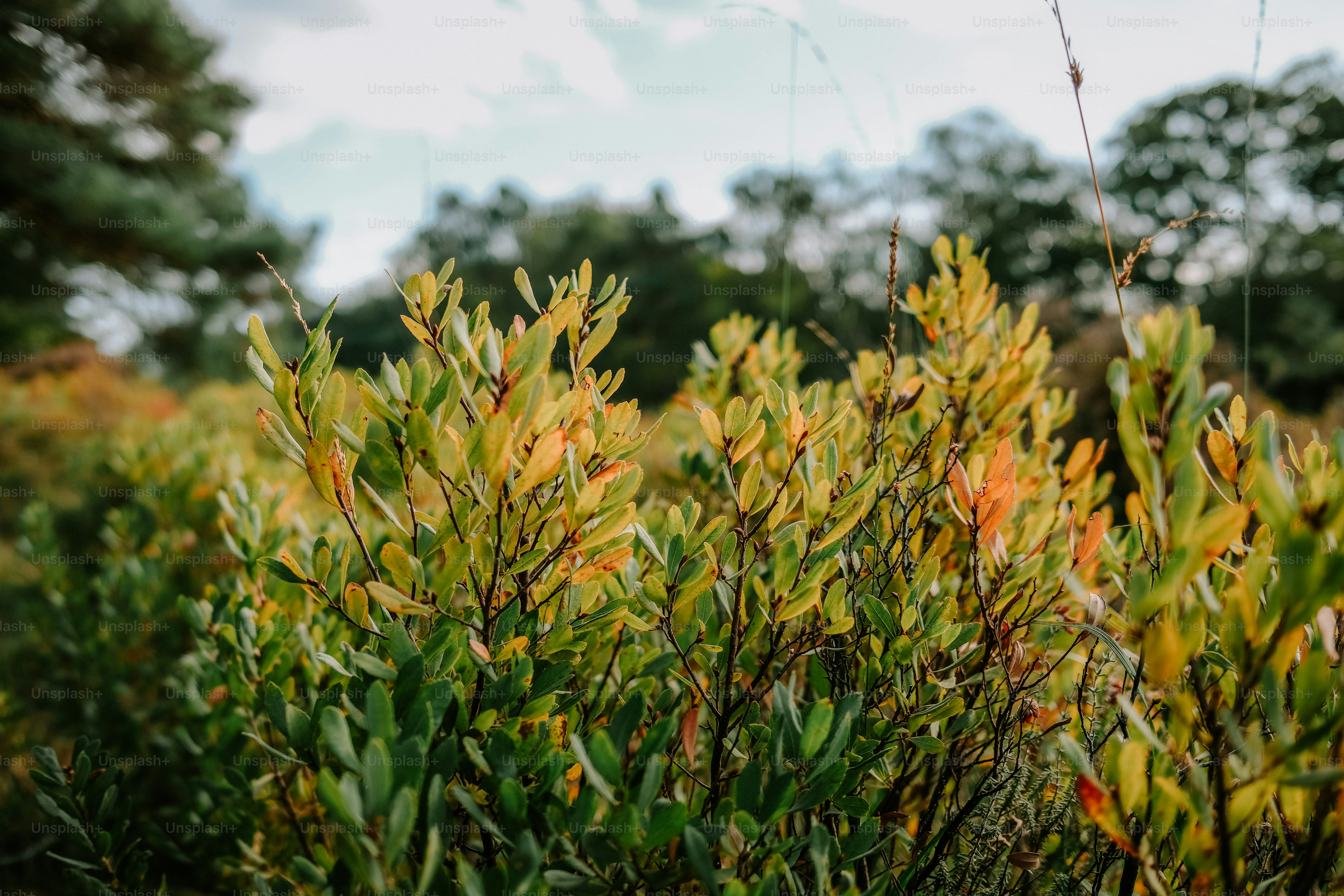 Autumn leaves on forest shrubs - Photo on Unsplash+