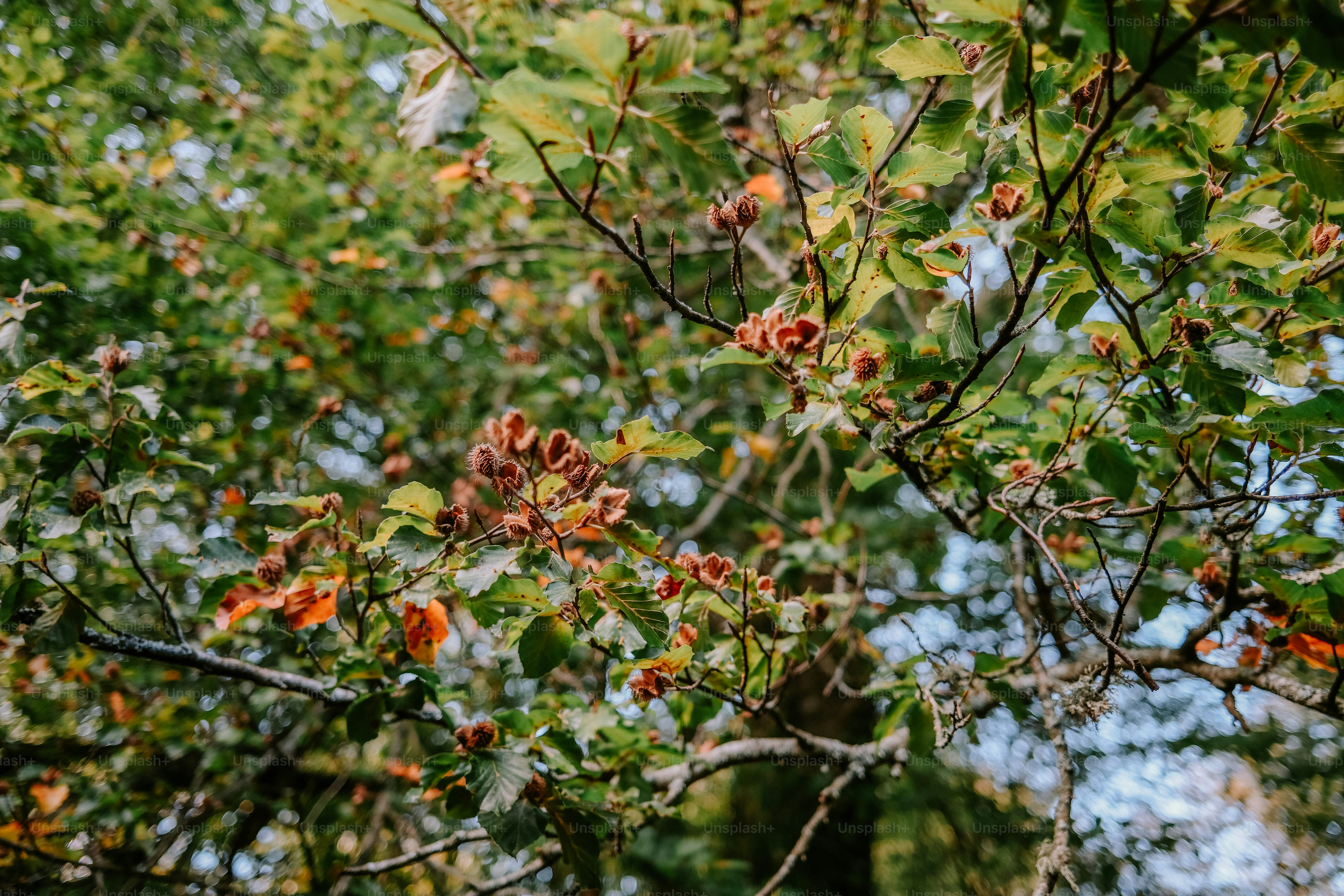 Beech tree branches with green leaves and spiky brown seed pods in autumn