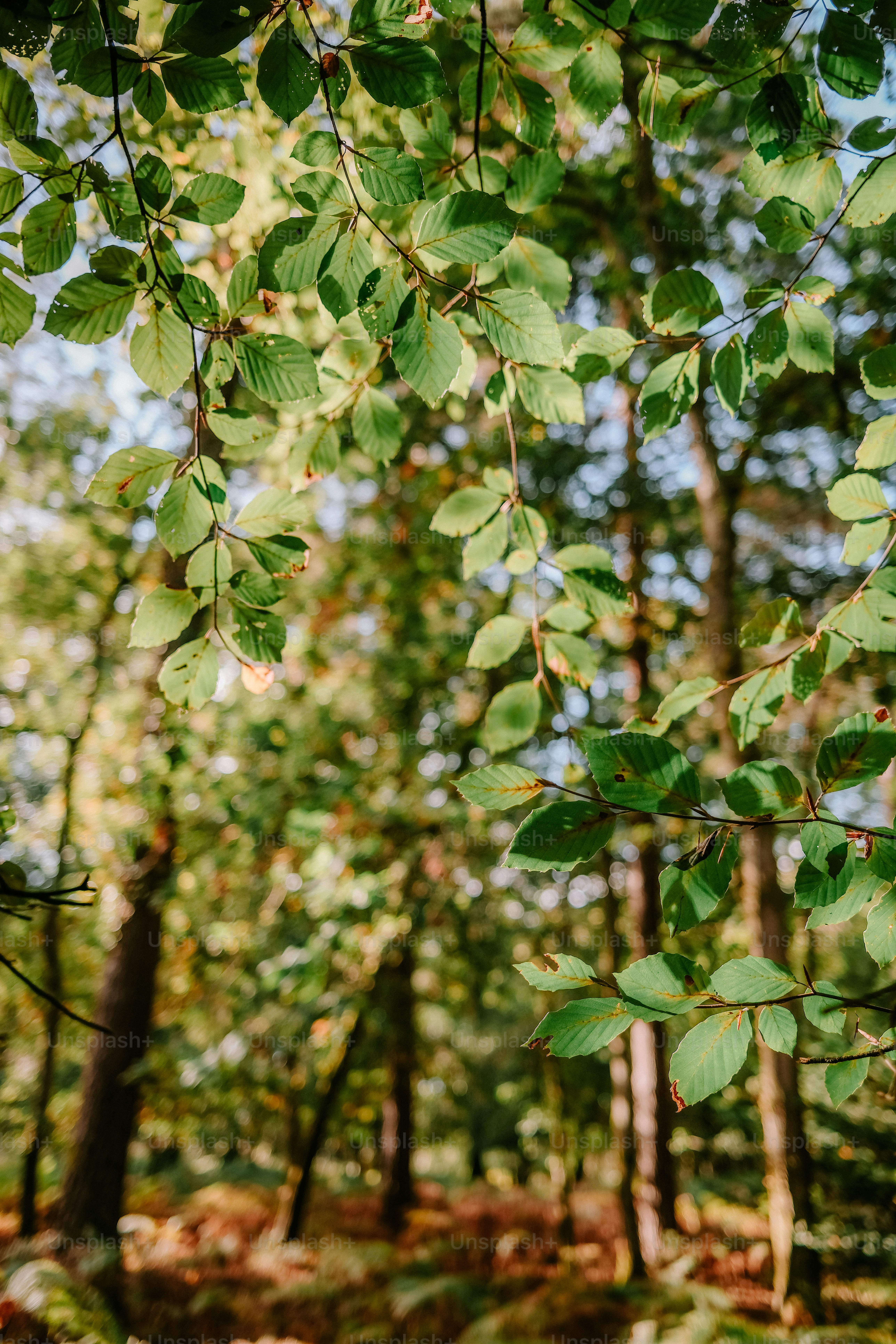 Sunlit green leaves on tree branches in a forest with a blurred background