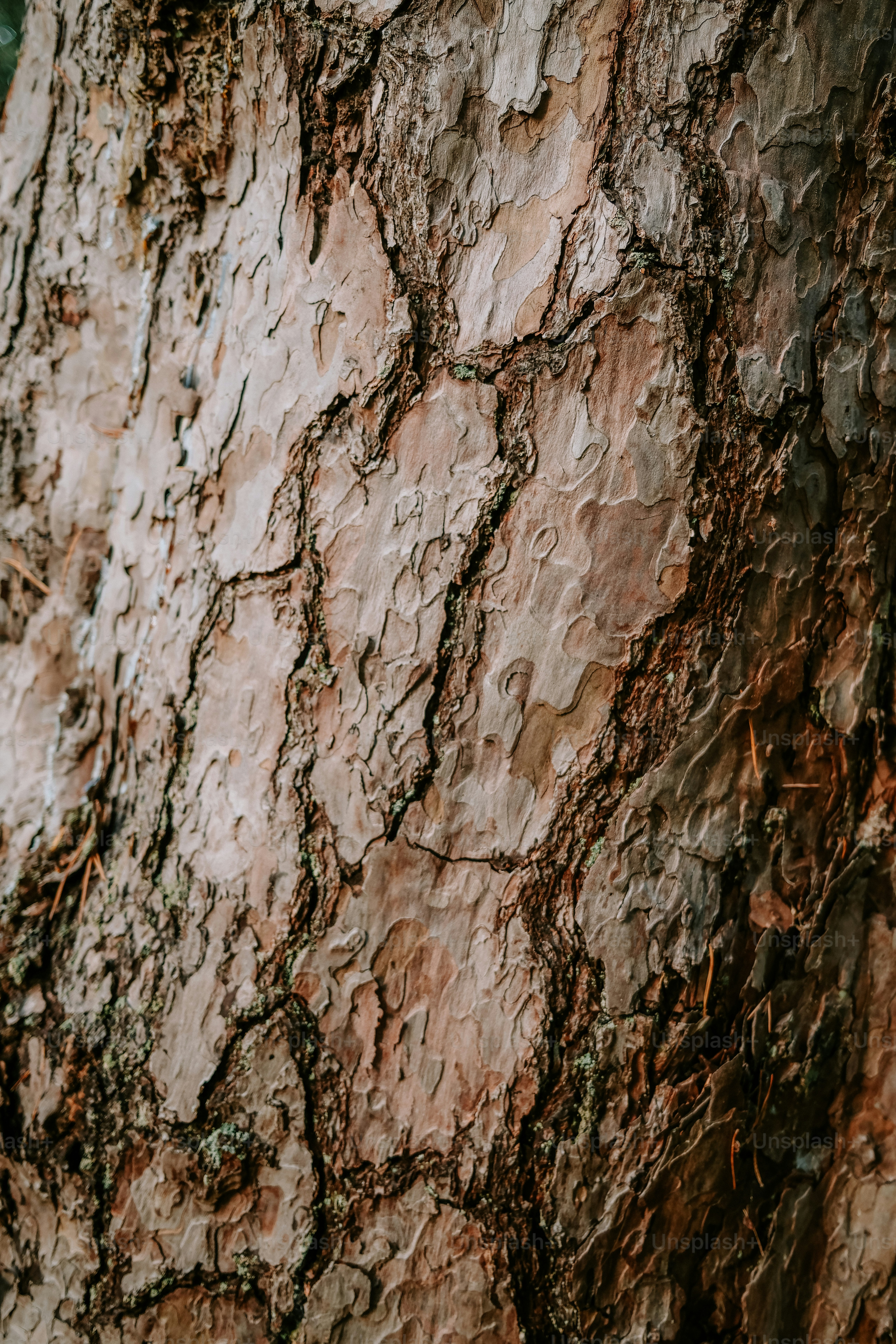 Close-up of textured brown pine tree bark with deep fissures and patches of green moss