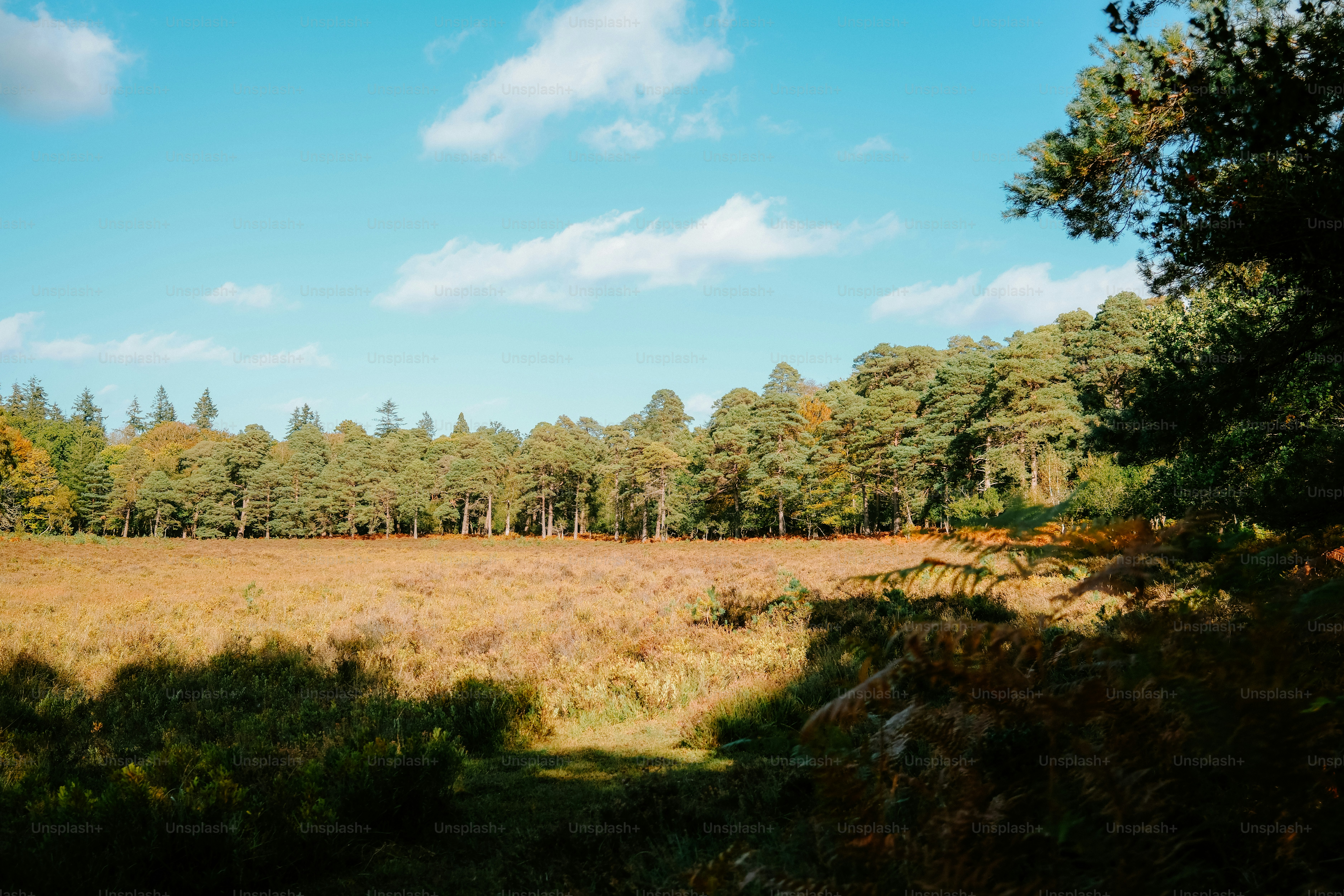 A golden meadow bordered by a dense forest under a bright blue sky