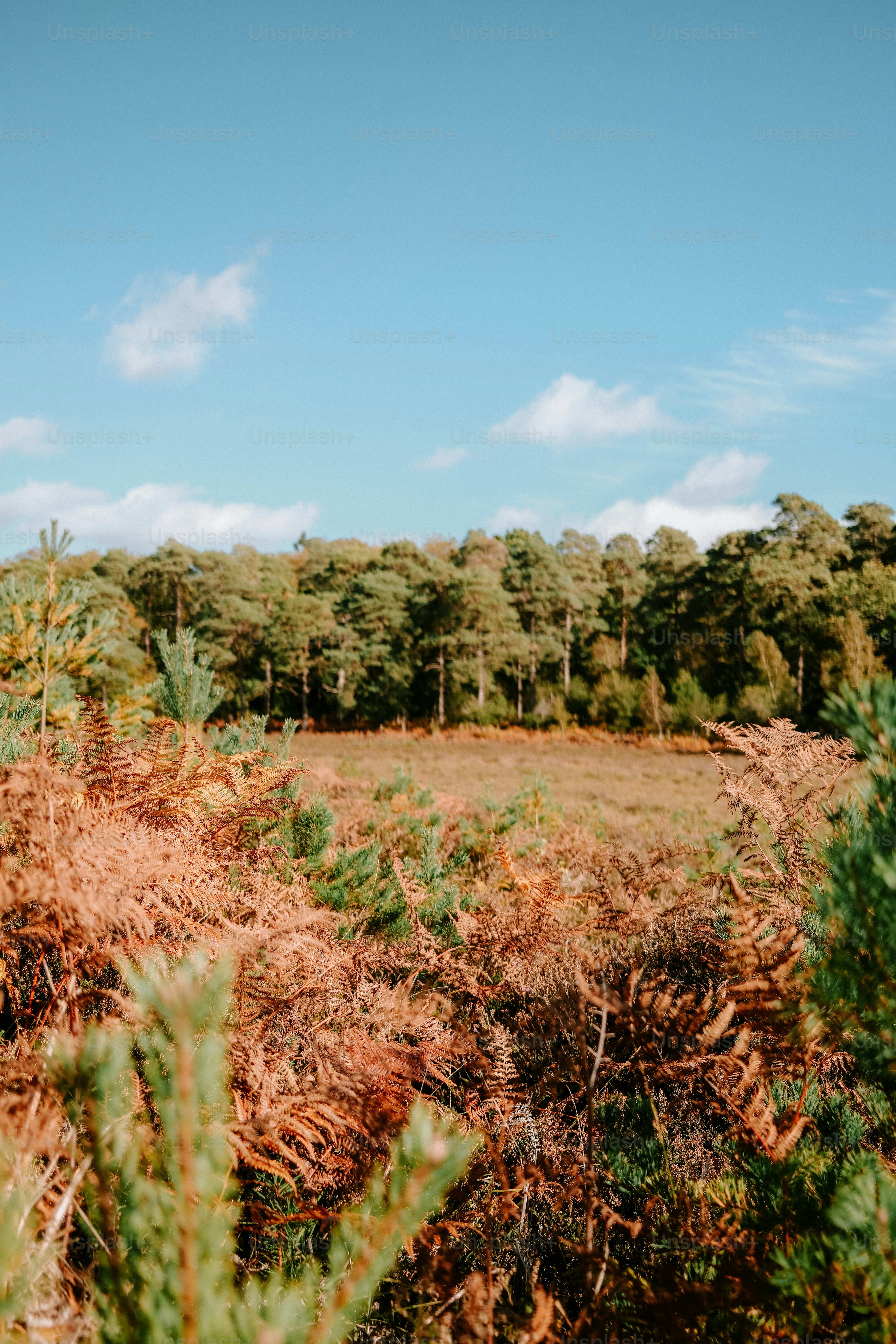 Brown ferns and green pine trees in a meadow under a clear blue sky
