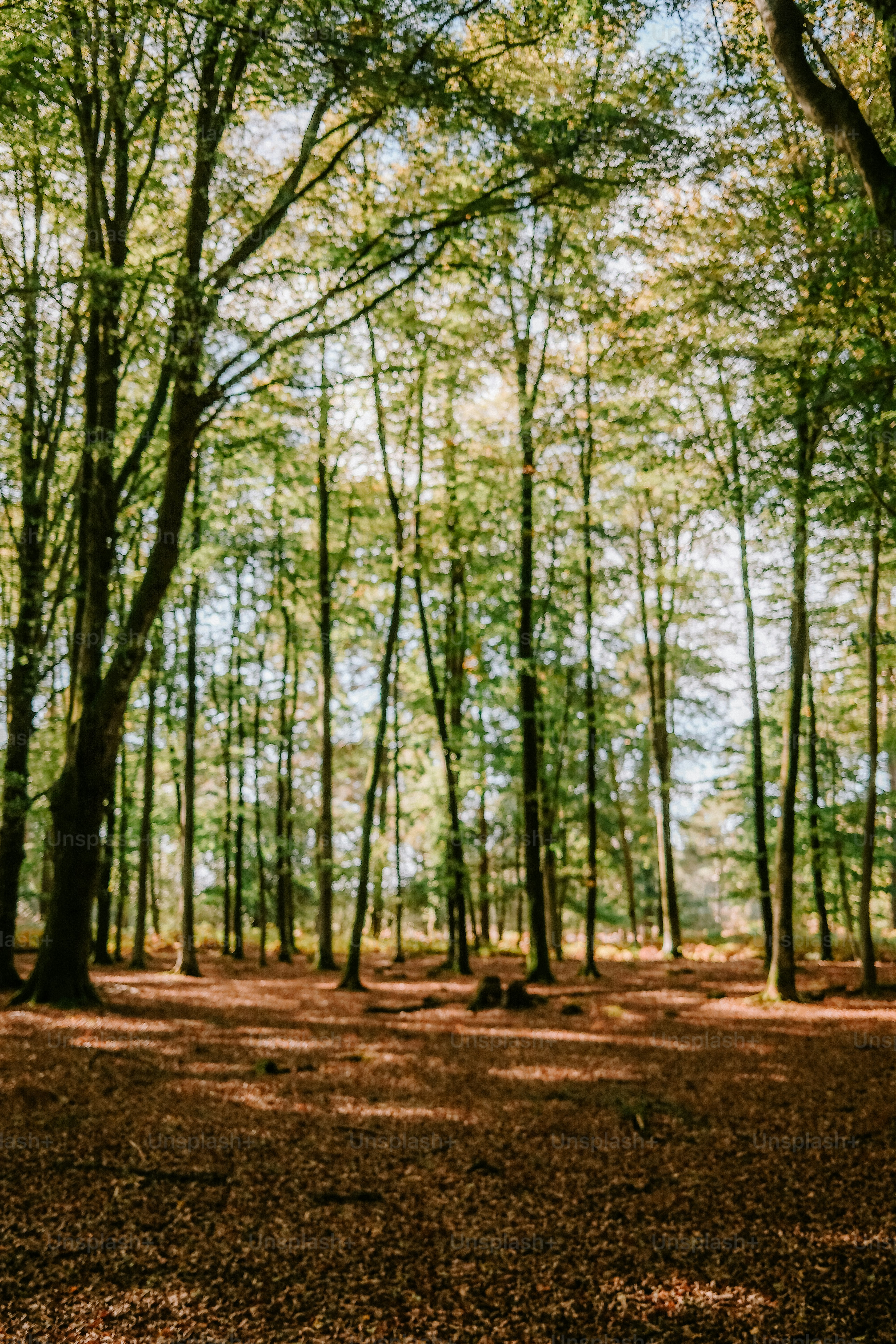 Tall trees in a sunlit forest with a carpet of fallen brown leaves