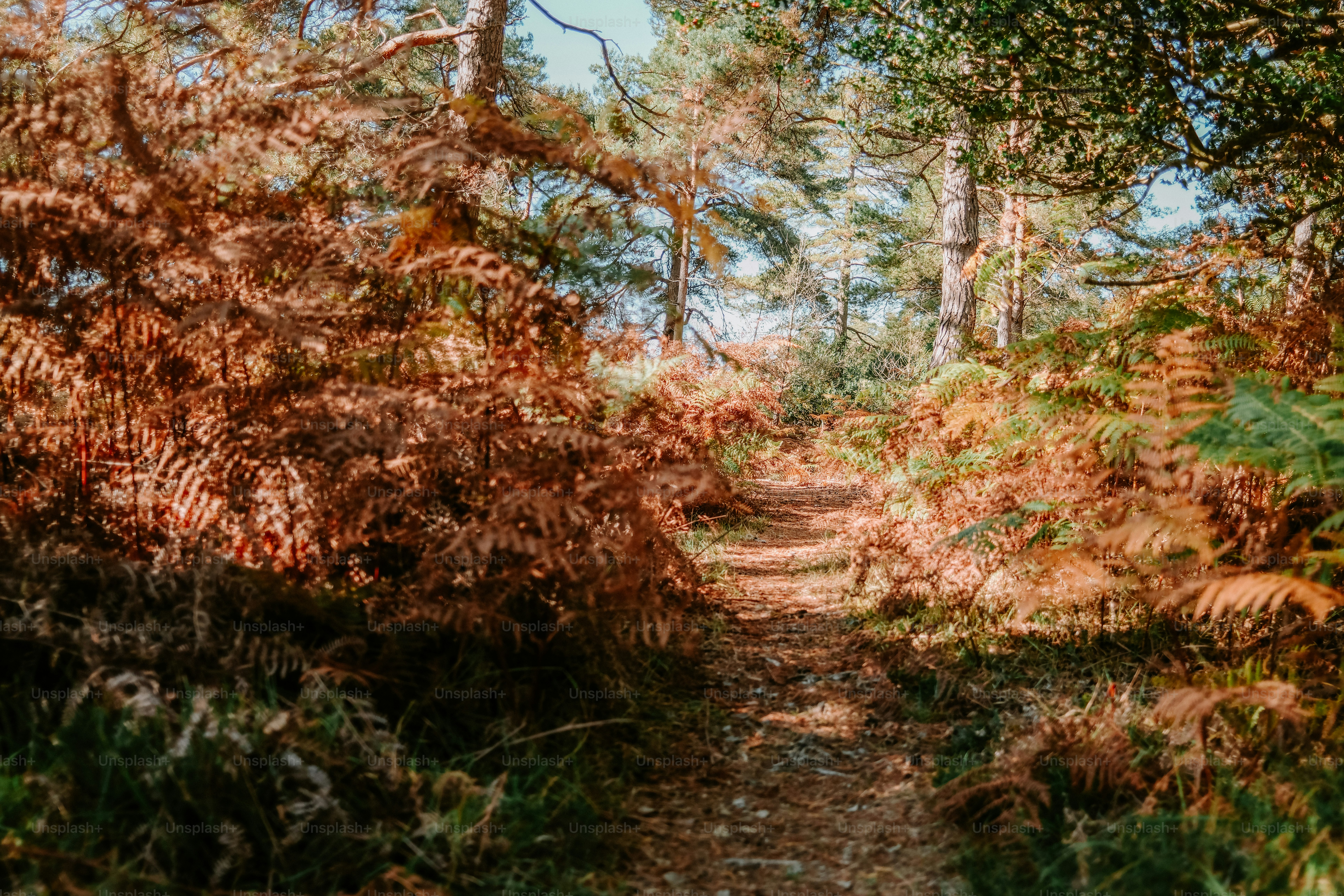 A narrow dirt path winding through a forest with dense brown ferns and tall pine trees