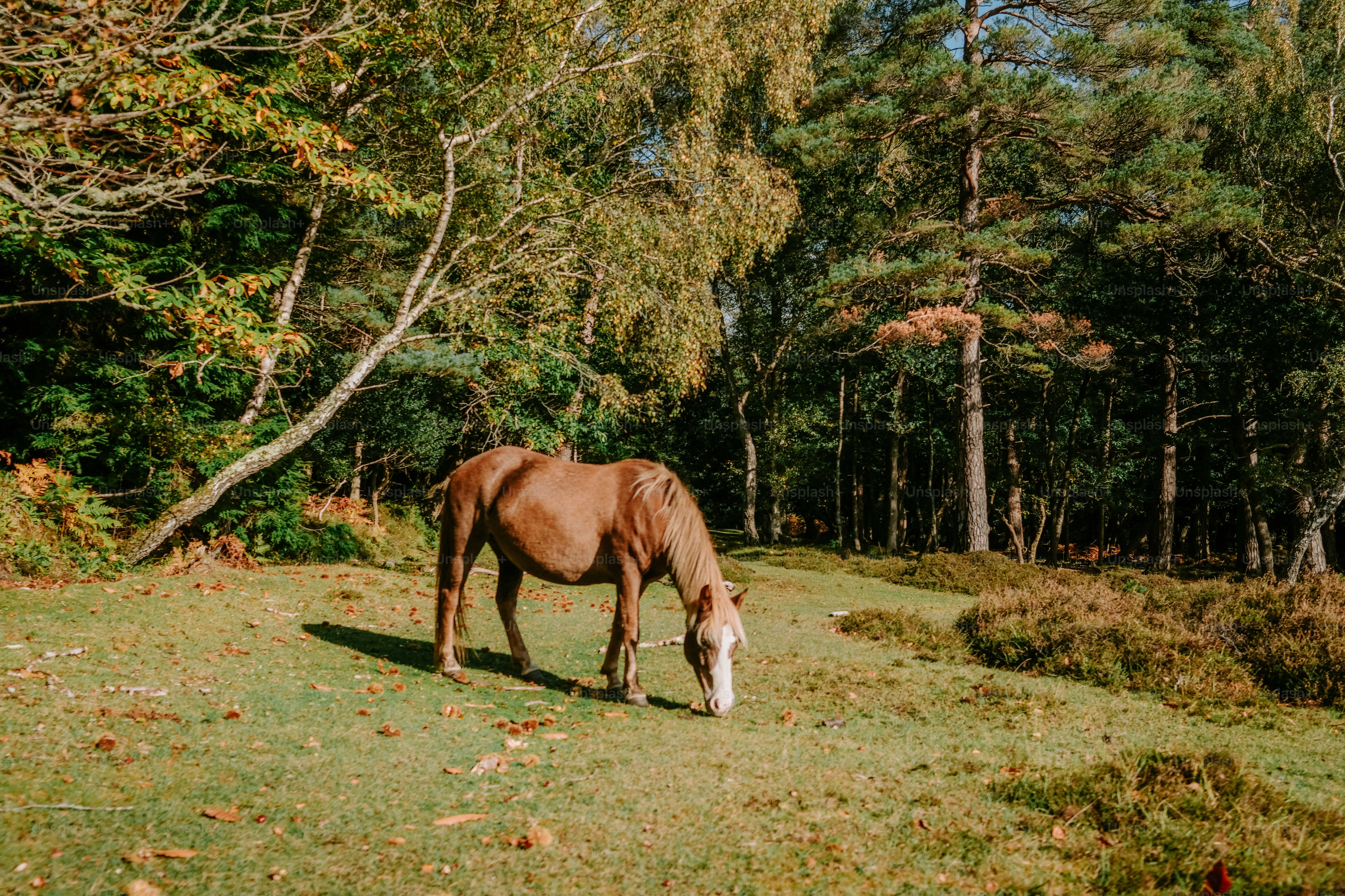 A brown horse with a white blaze grazing in a sunlit forest clearing