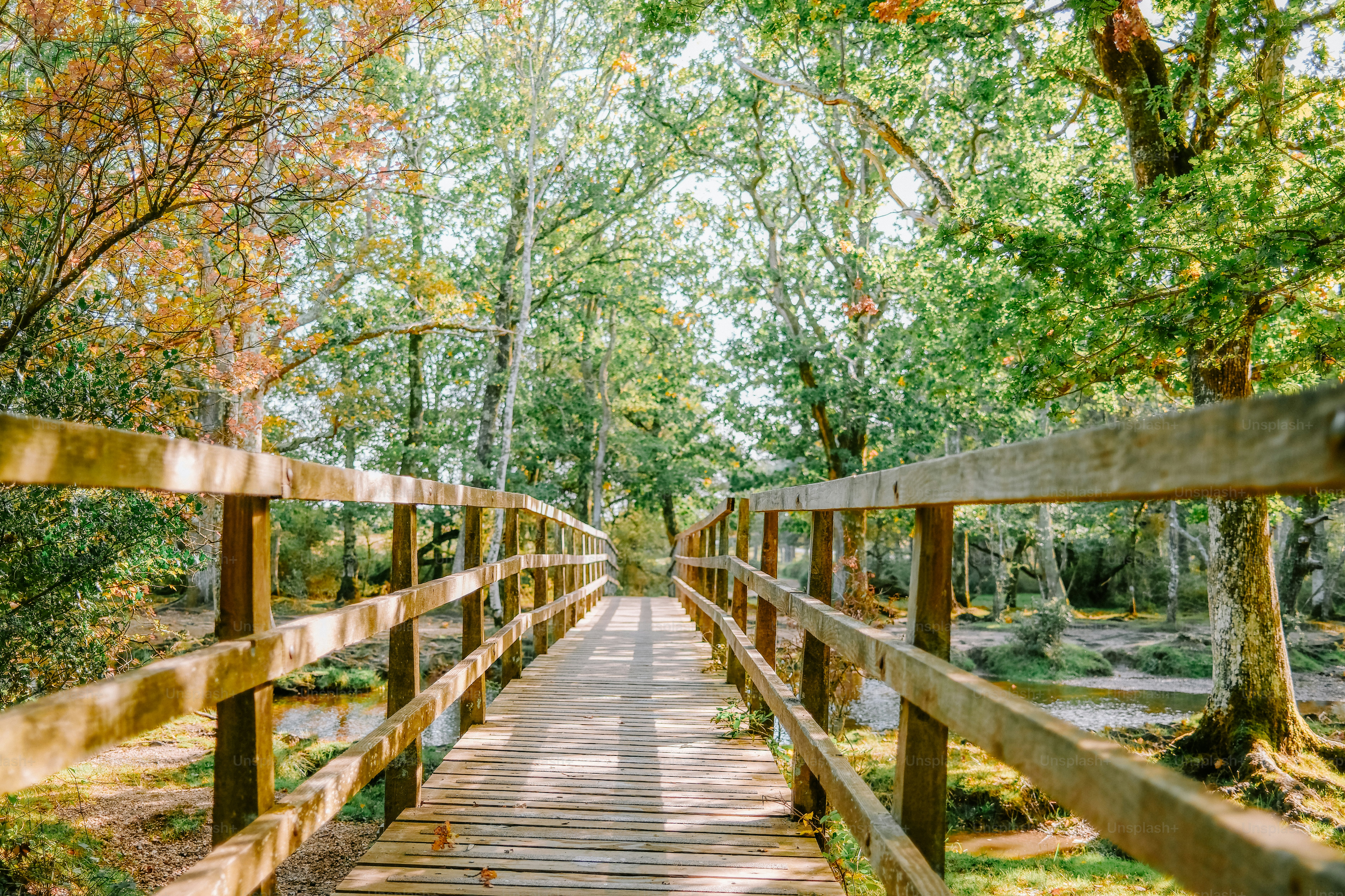 Autumn leaves on forest shrubs - Photo on Unsplash+