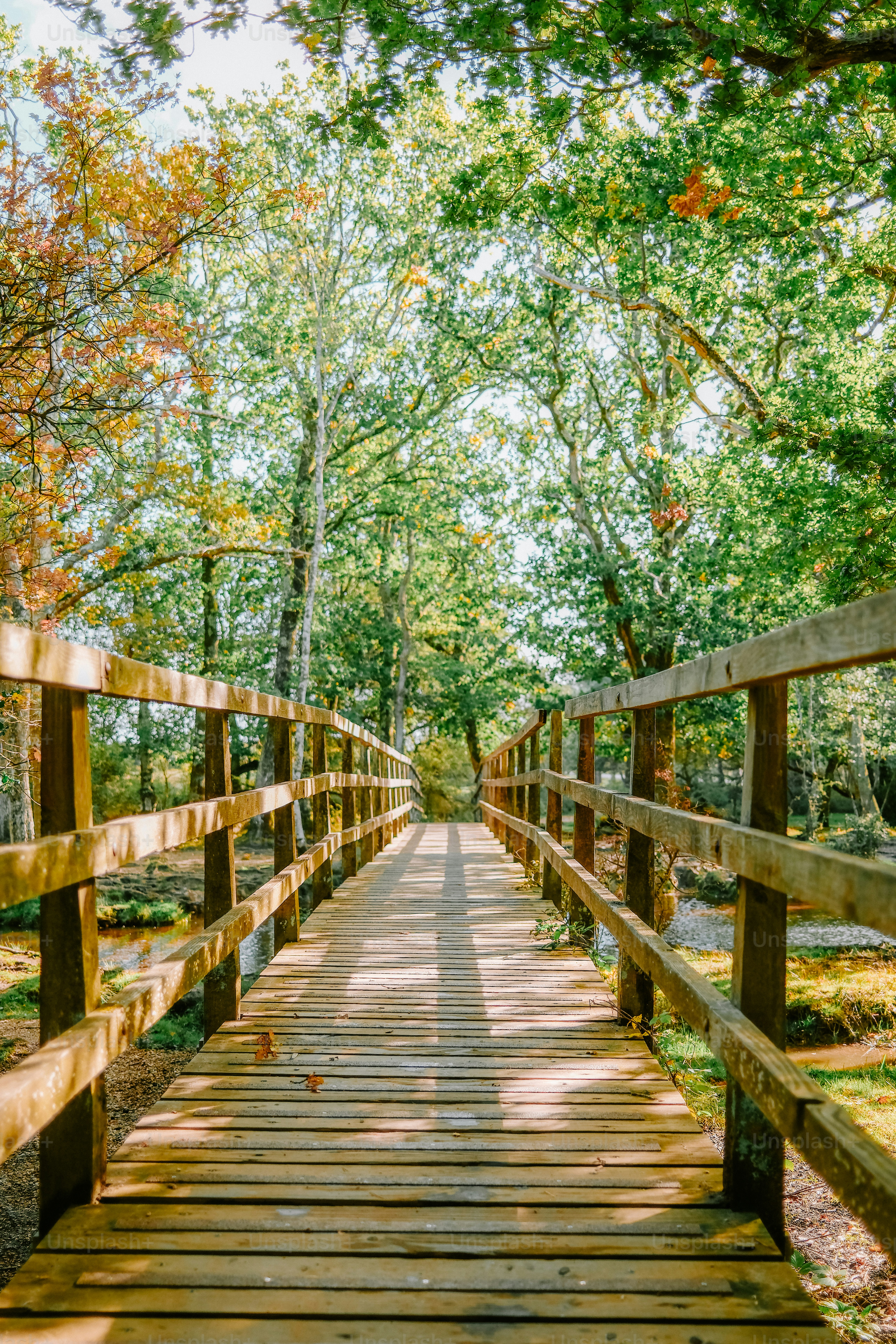 Autumn leaves on forest shrubs - Photo on Unsplash+