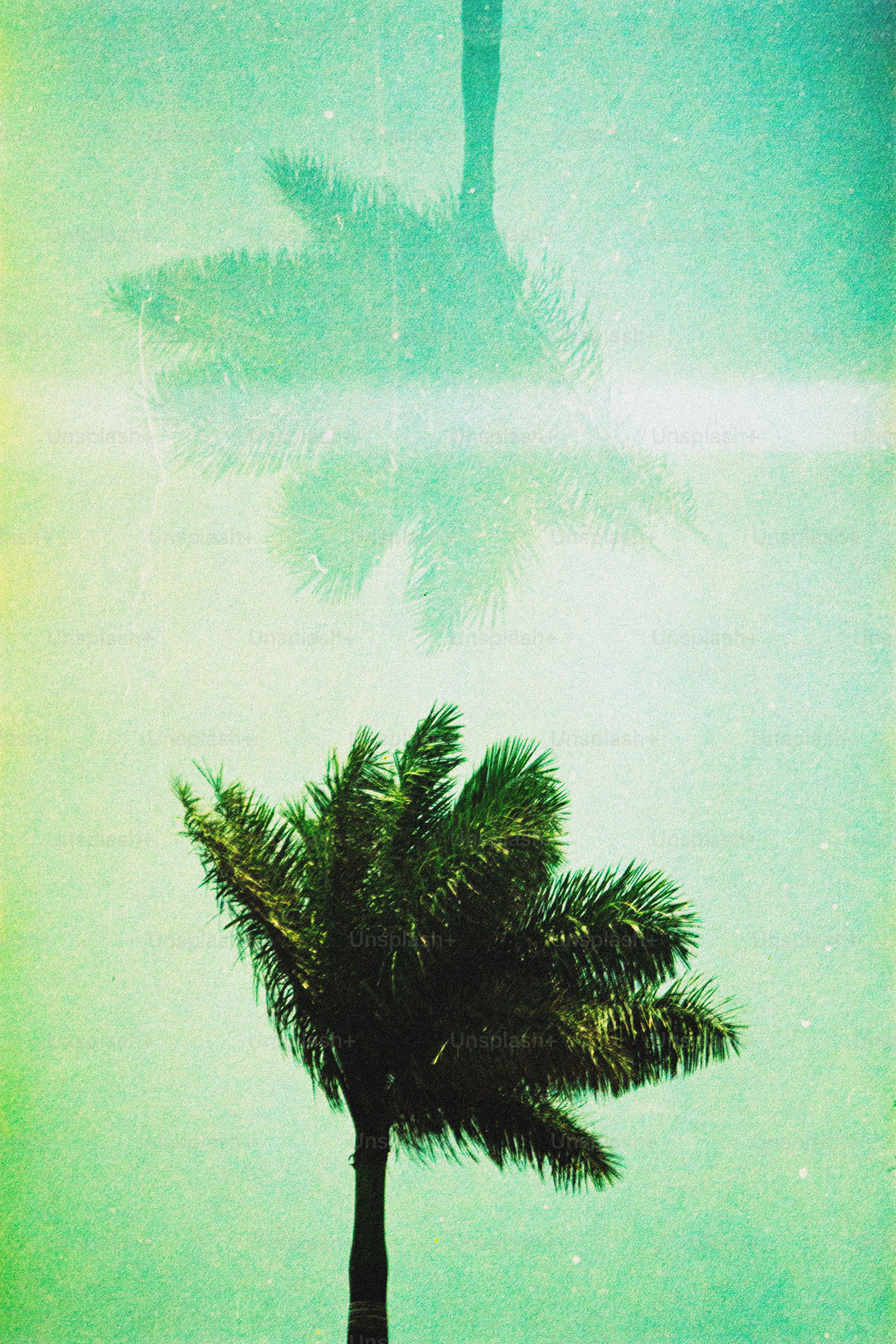 A palm tree with a mirrored reflection against a textured light green background