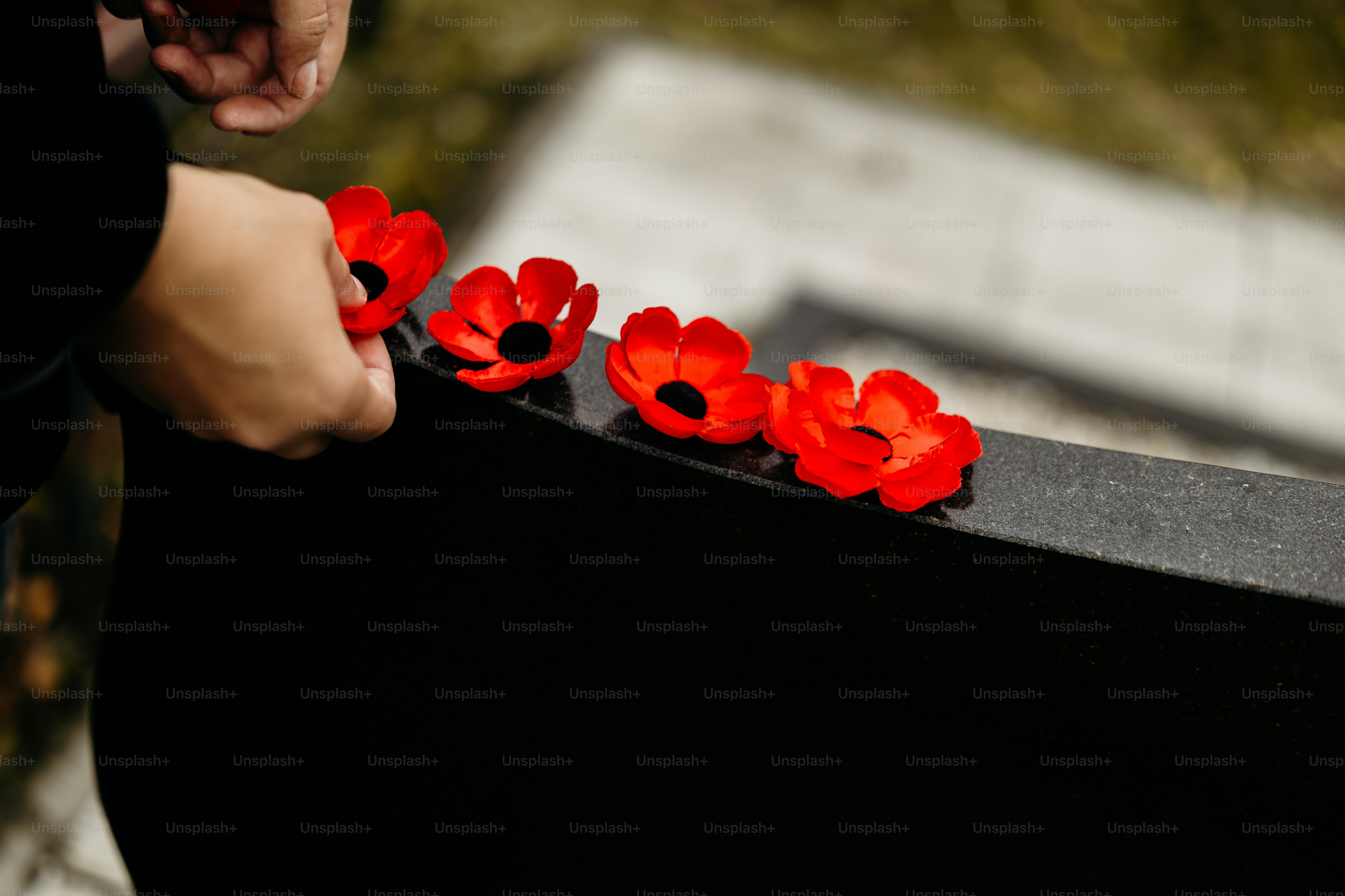 Hand placing poppy on memorial stone - Photo on Unsplash+