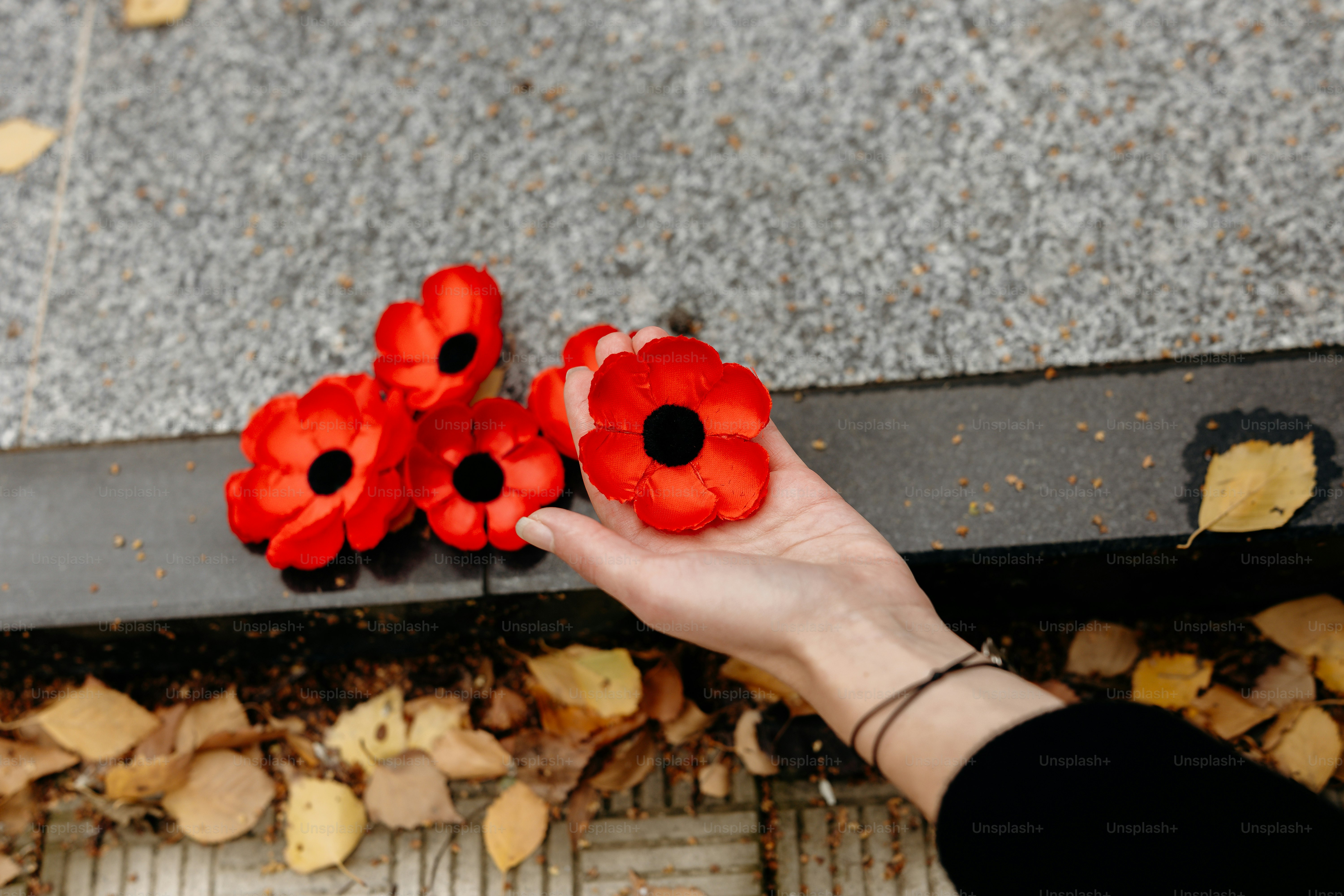 Hand placing poppy on memorial stone - Photo on Unsplash+