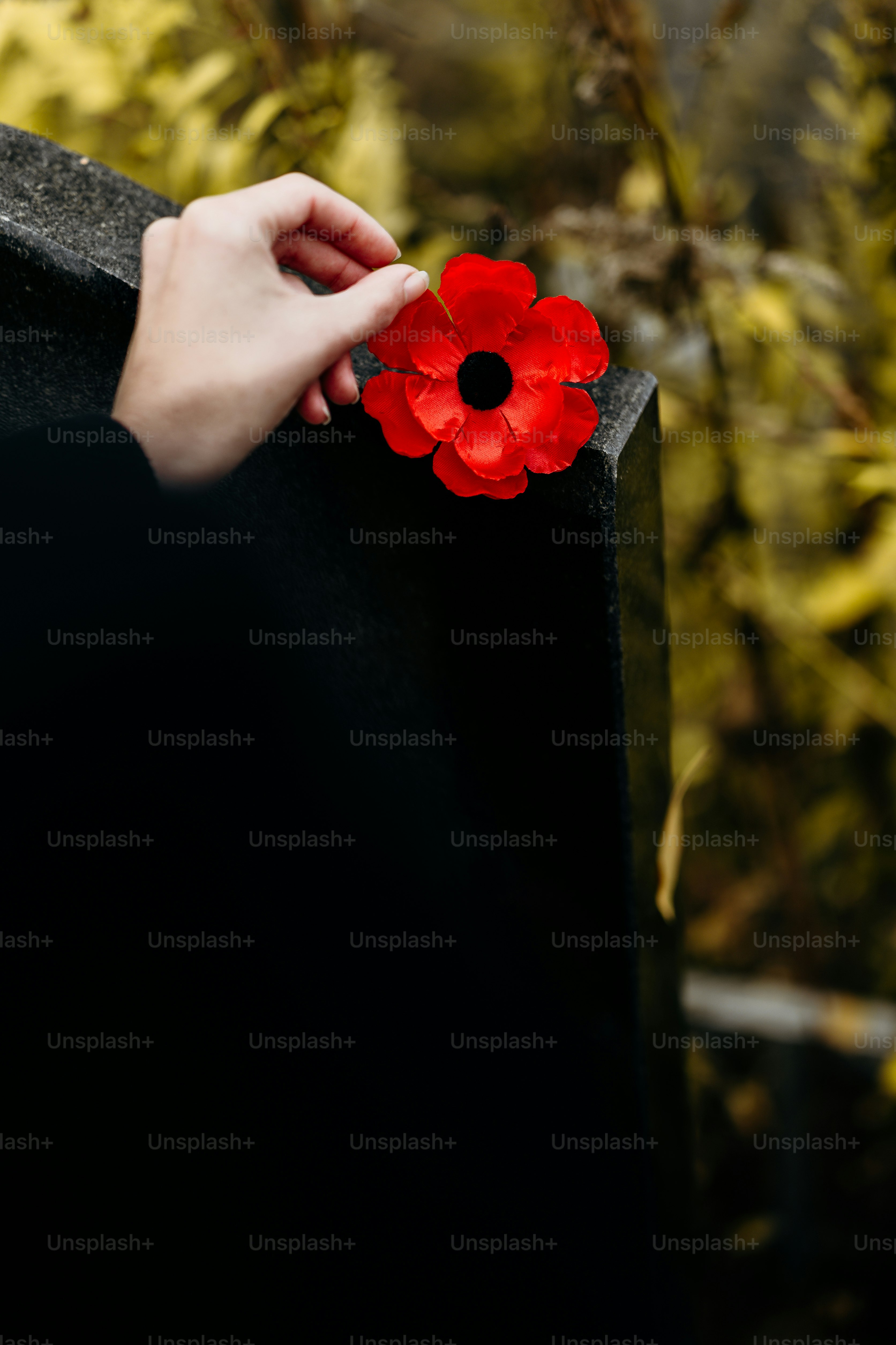 Hand placing poppy on memorial stone - Photo on Unsplash+