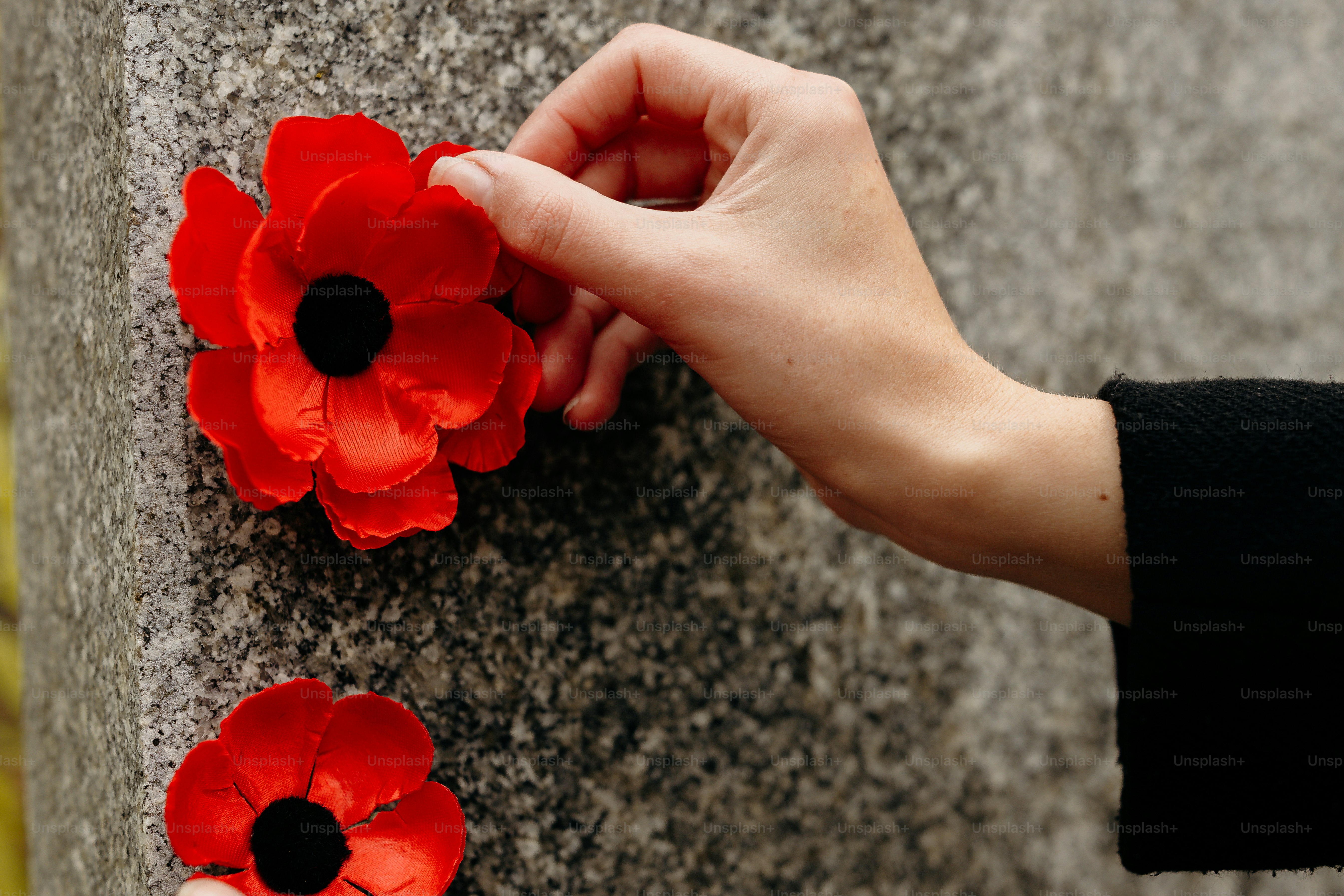 Hand placing poppy on memorial stone - Photo on Unsplash+