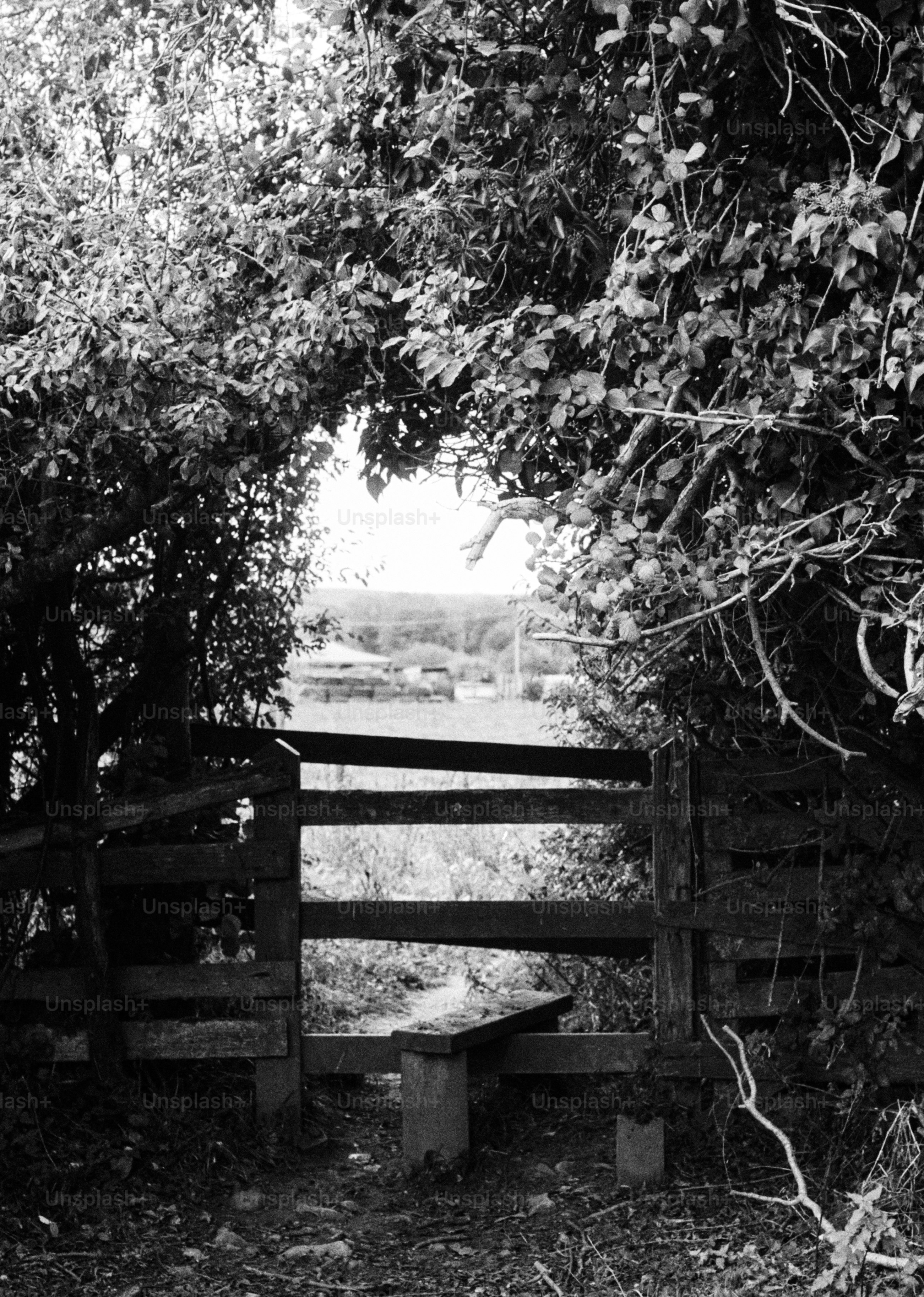 A black and white view through a wooden gate into a distant field