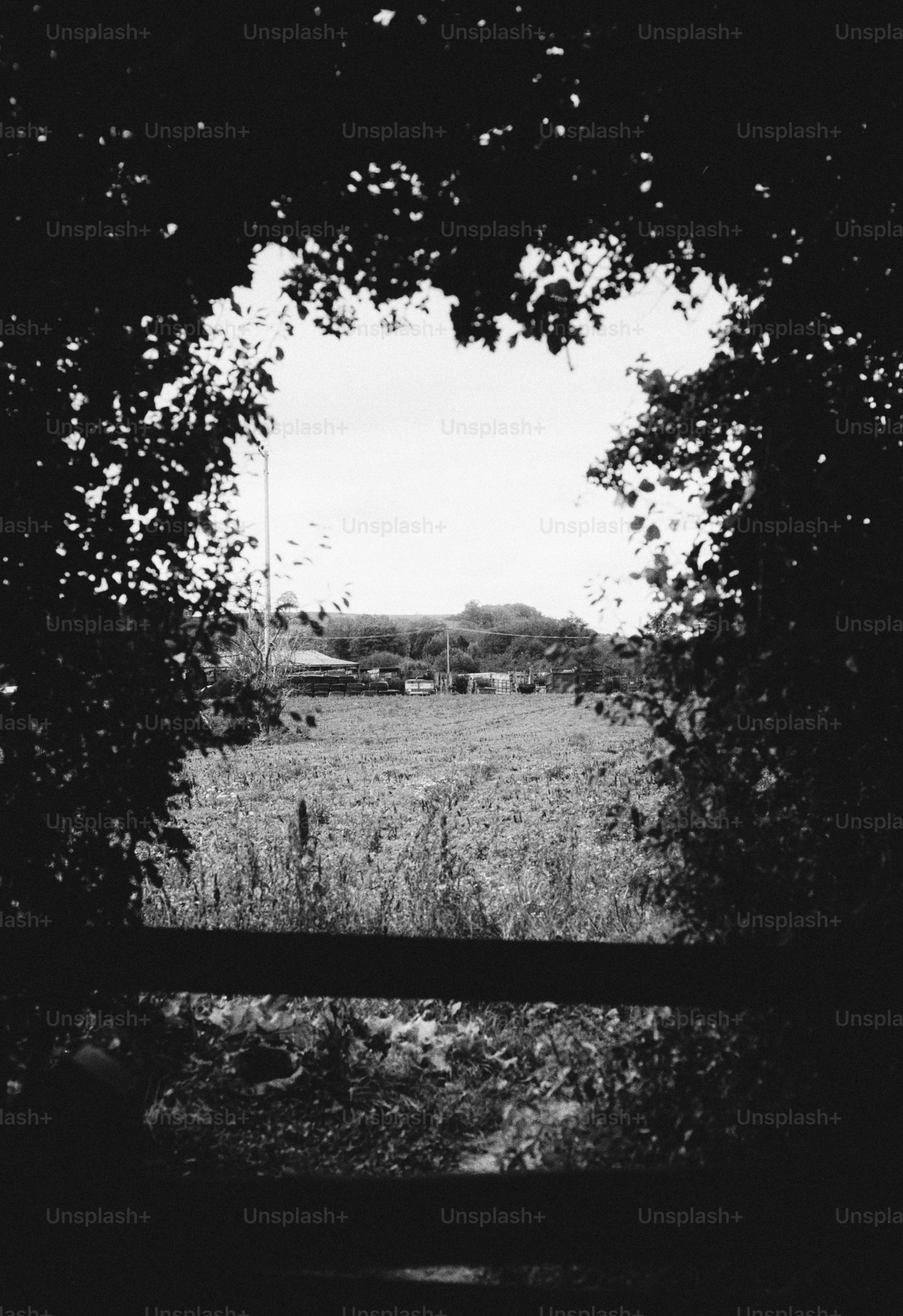 A black and white view of a field framed by dark tree branches