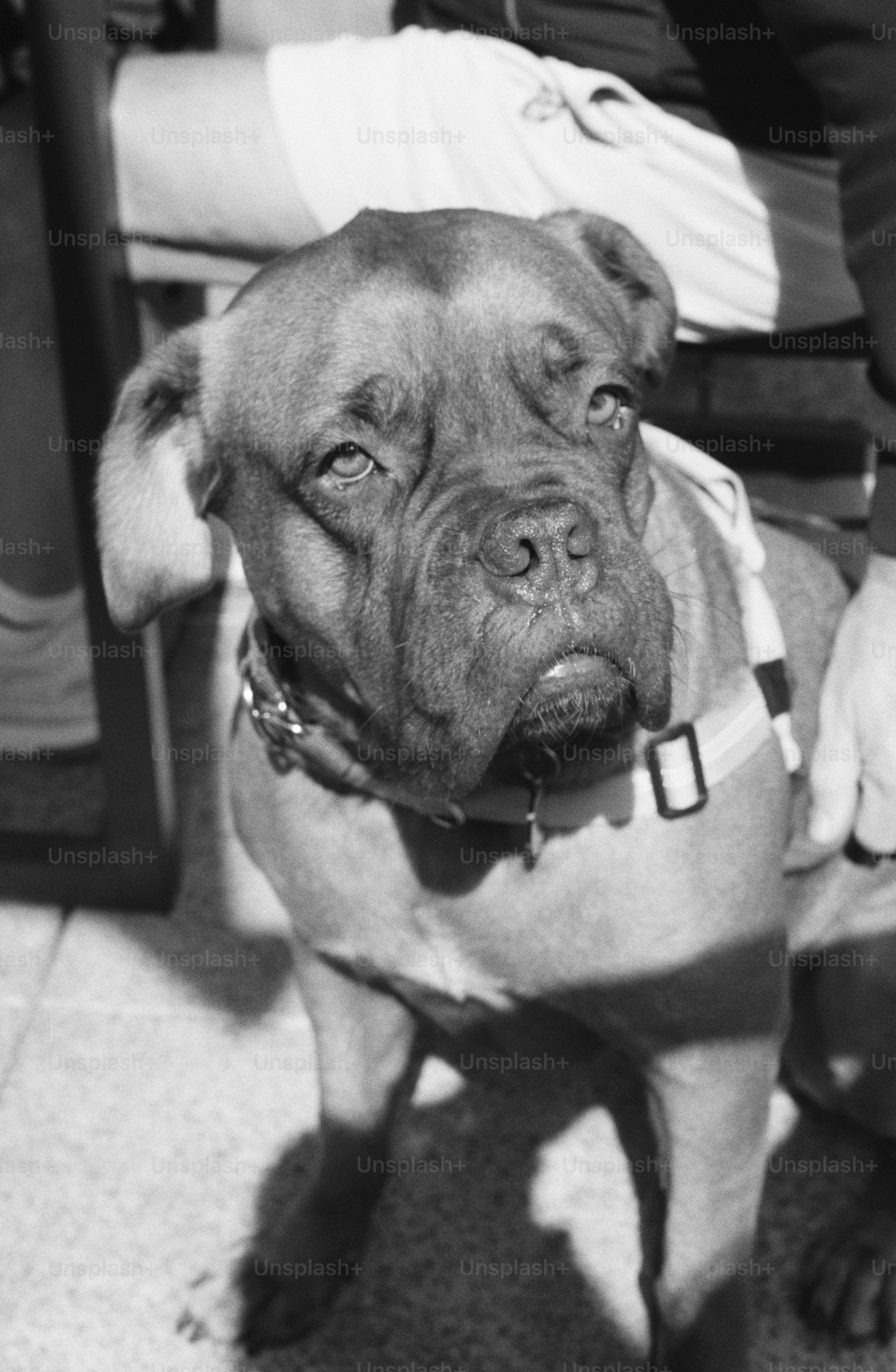 A black and white portrait of a Dogue de Bordeaux wearing a harness