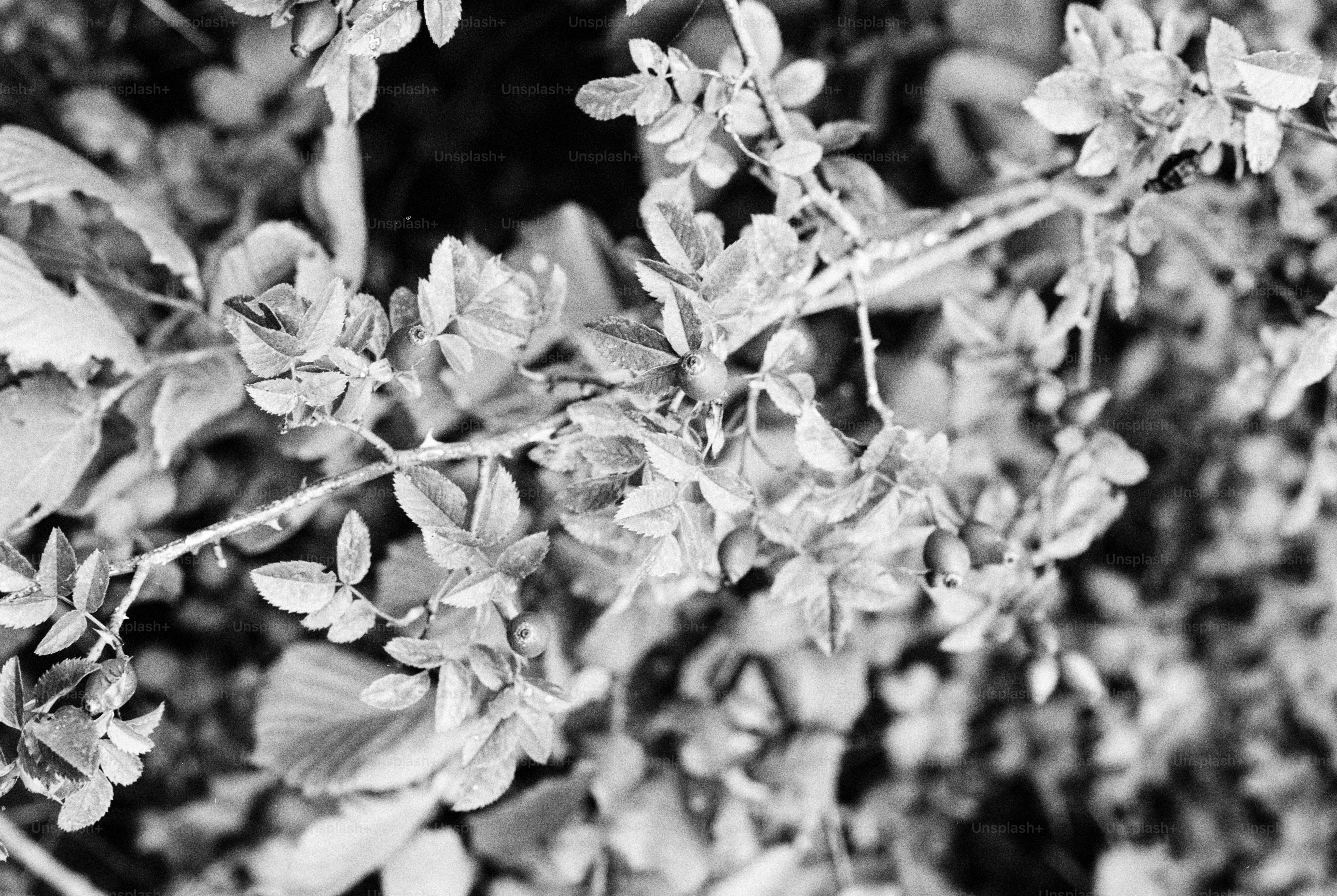 Black and white close-up of rose hips on a thorny branch with leaves