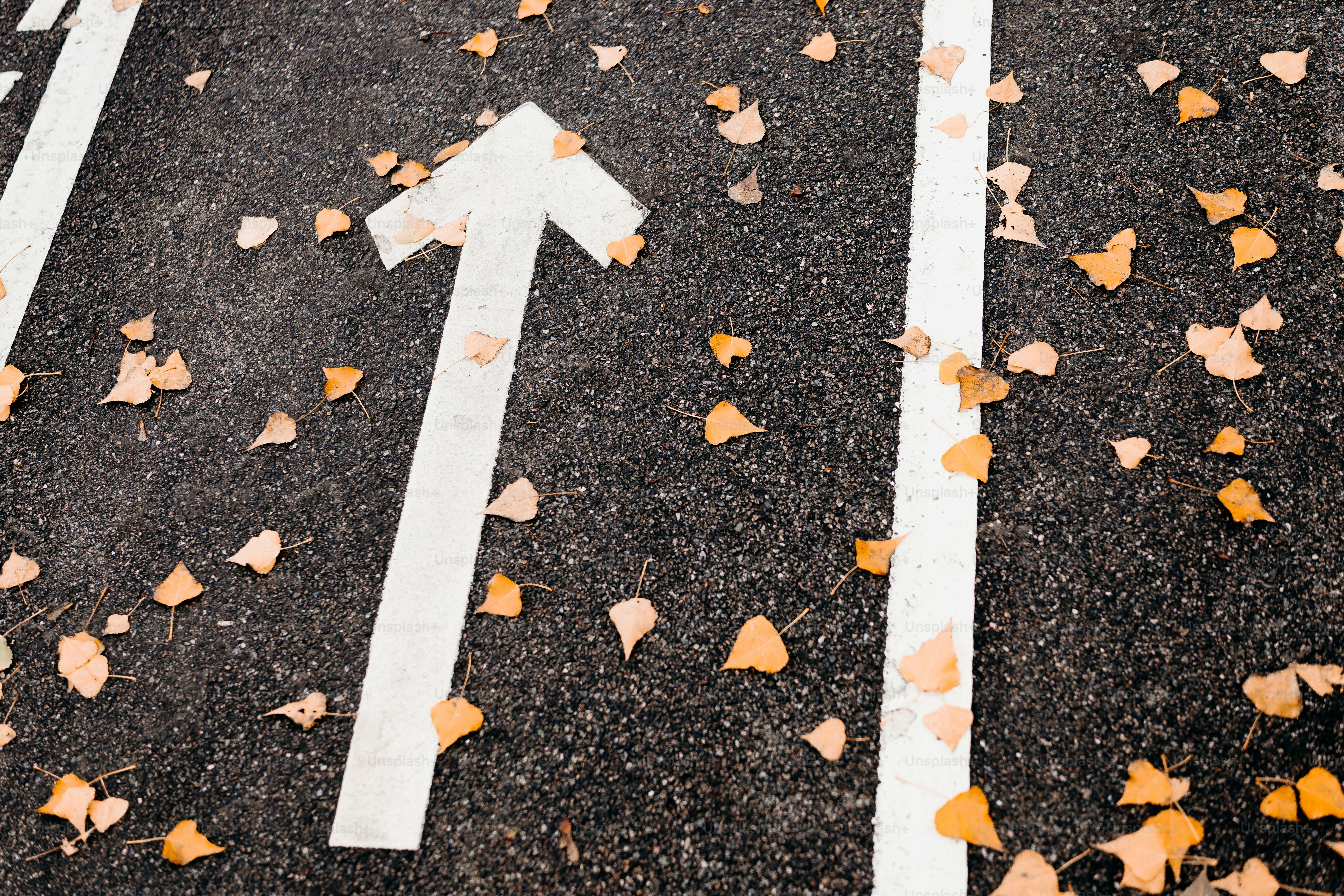 White arrow on autumn asphalt - Photo on Unsplash+