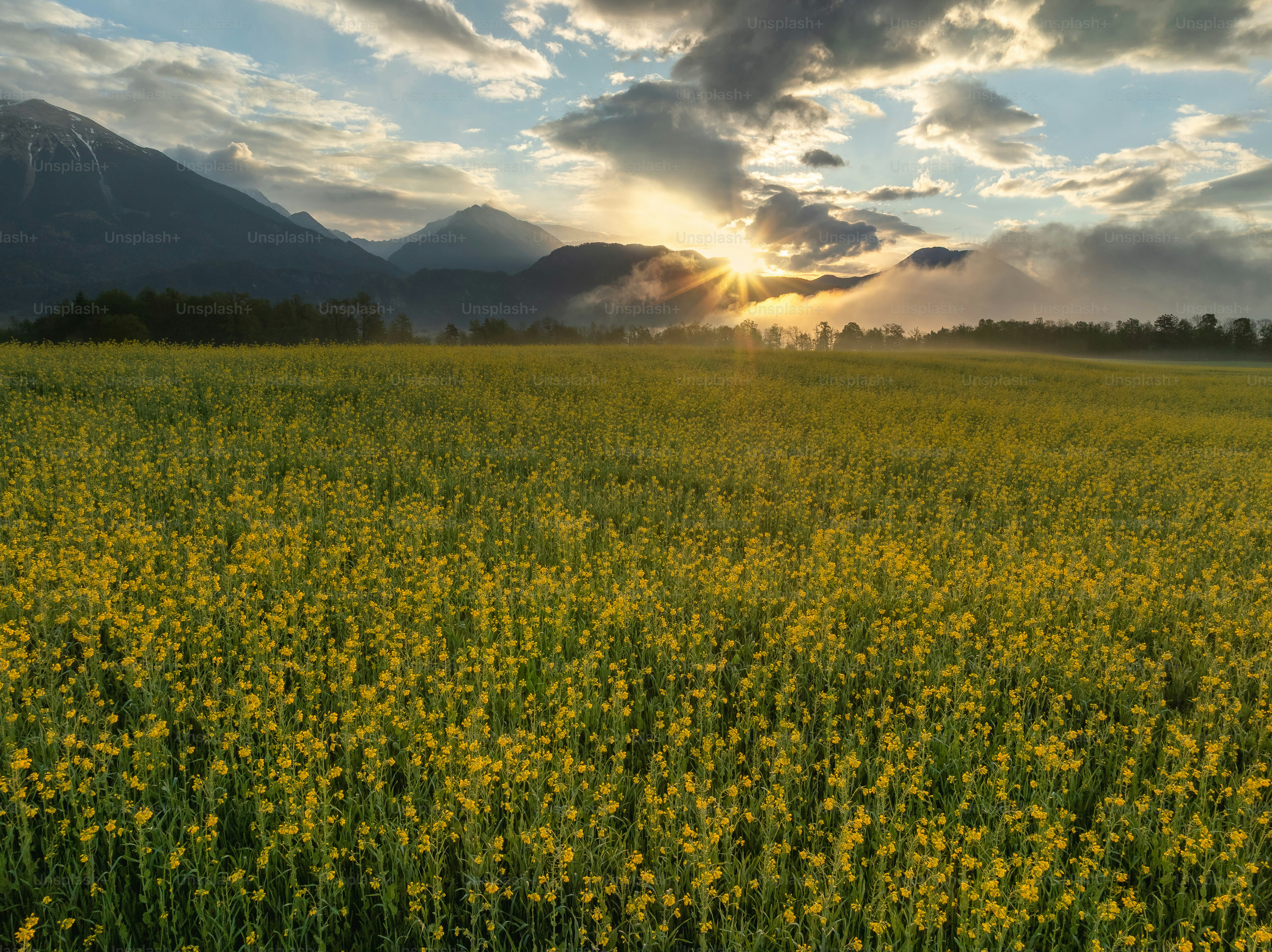 Yellow flower field under mountain peaks - Photo on Unsplash+