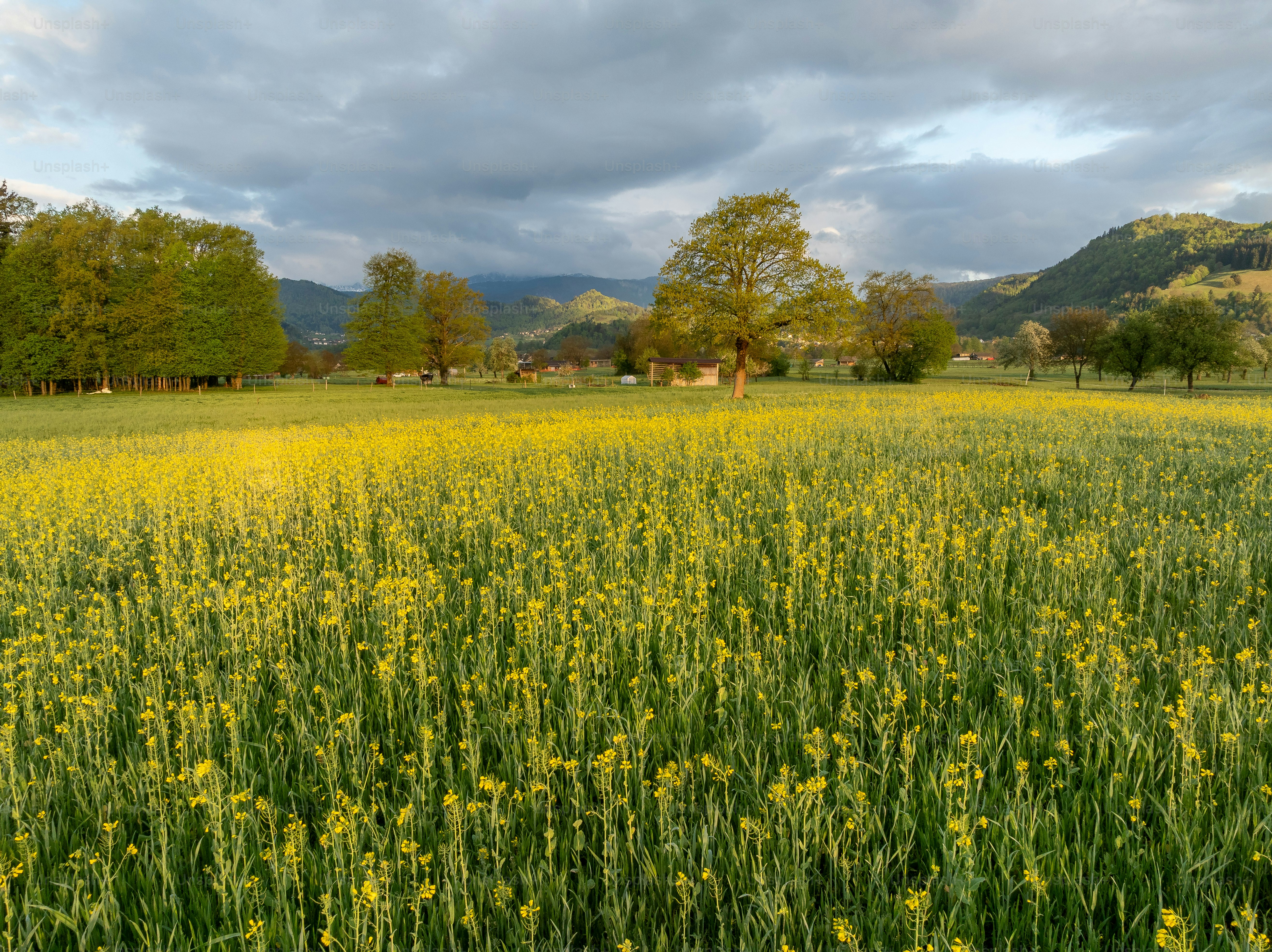 Flowering trees in meadow near Bled - Photo on Unsplash+
