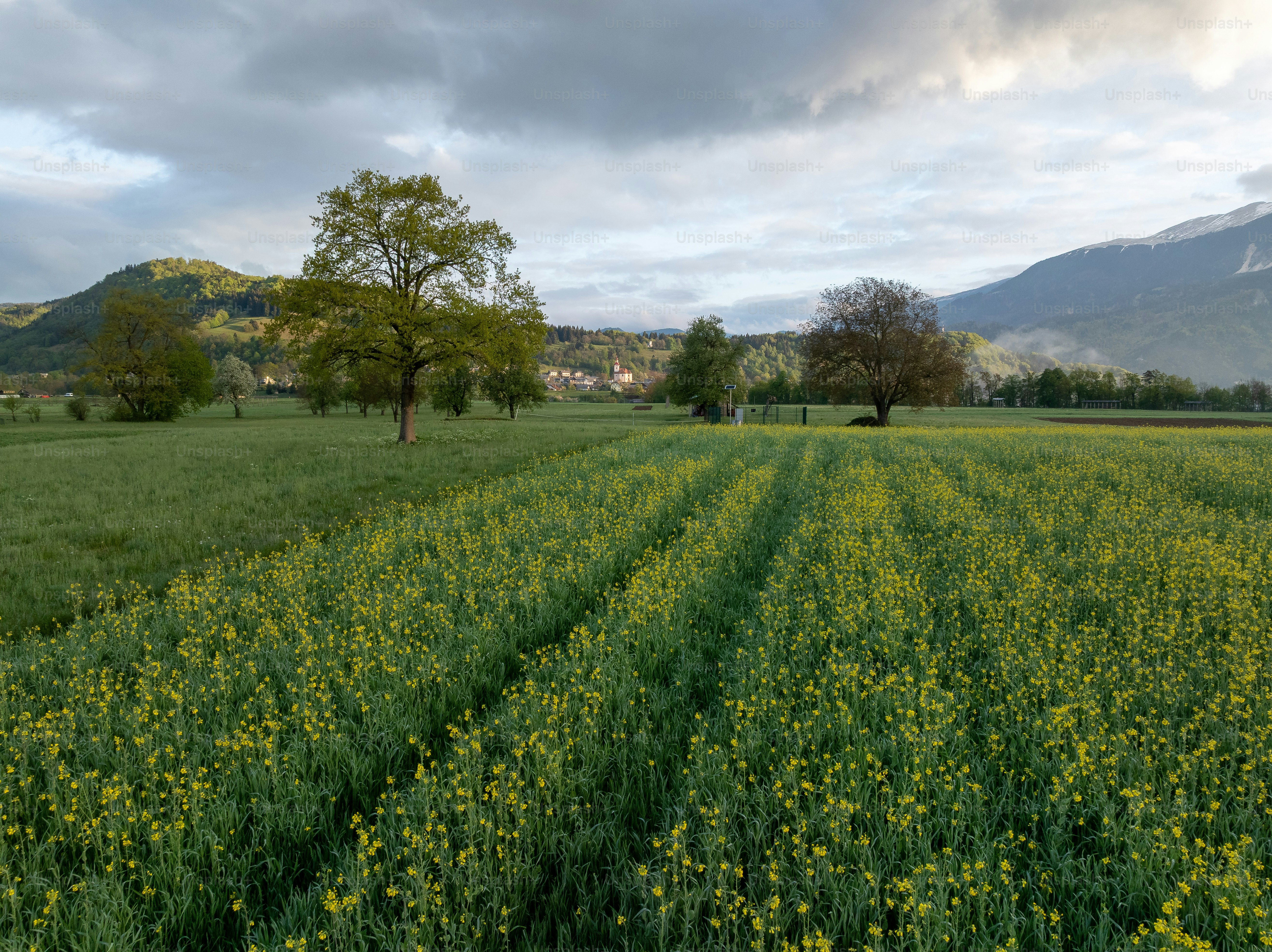 Yellow flower field under mountain peaks - Photo on Unsplash+