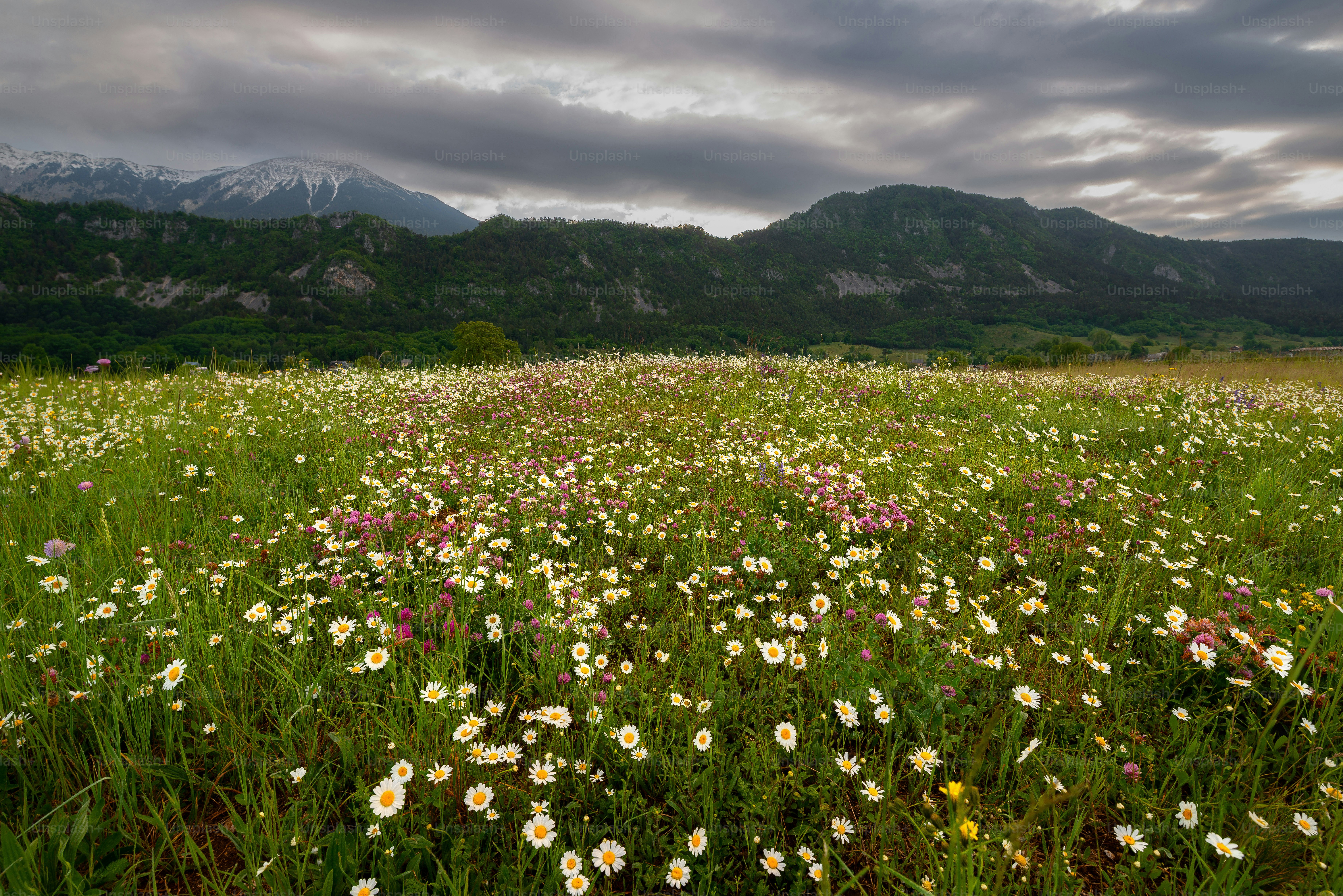 Lone tree in Zirovnica meadow - Photo on Unsplash+