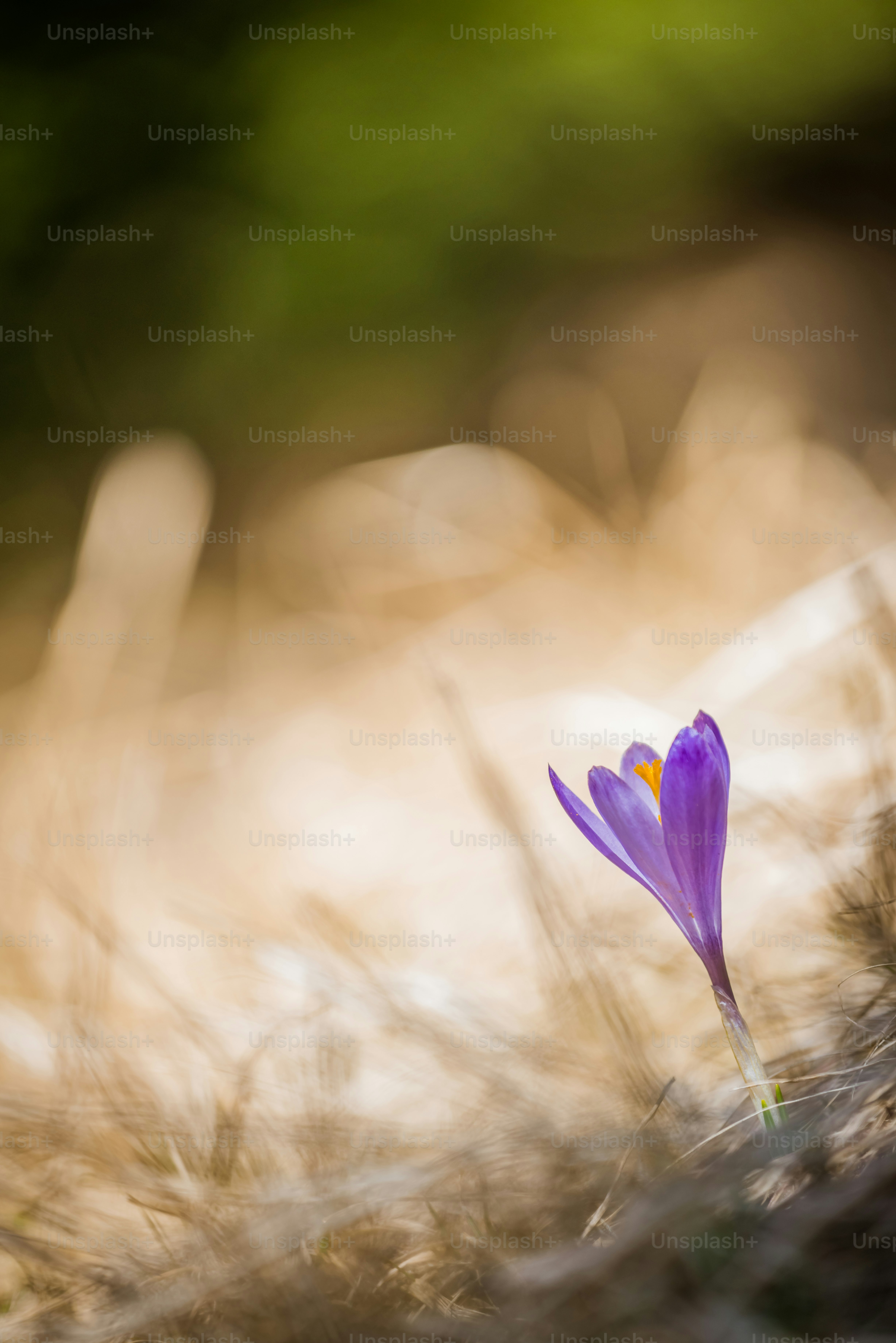 Purple crocus flower in dry grass - Photo on Unsplash+