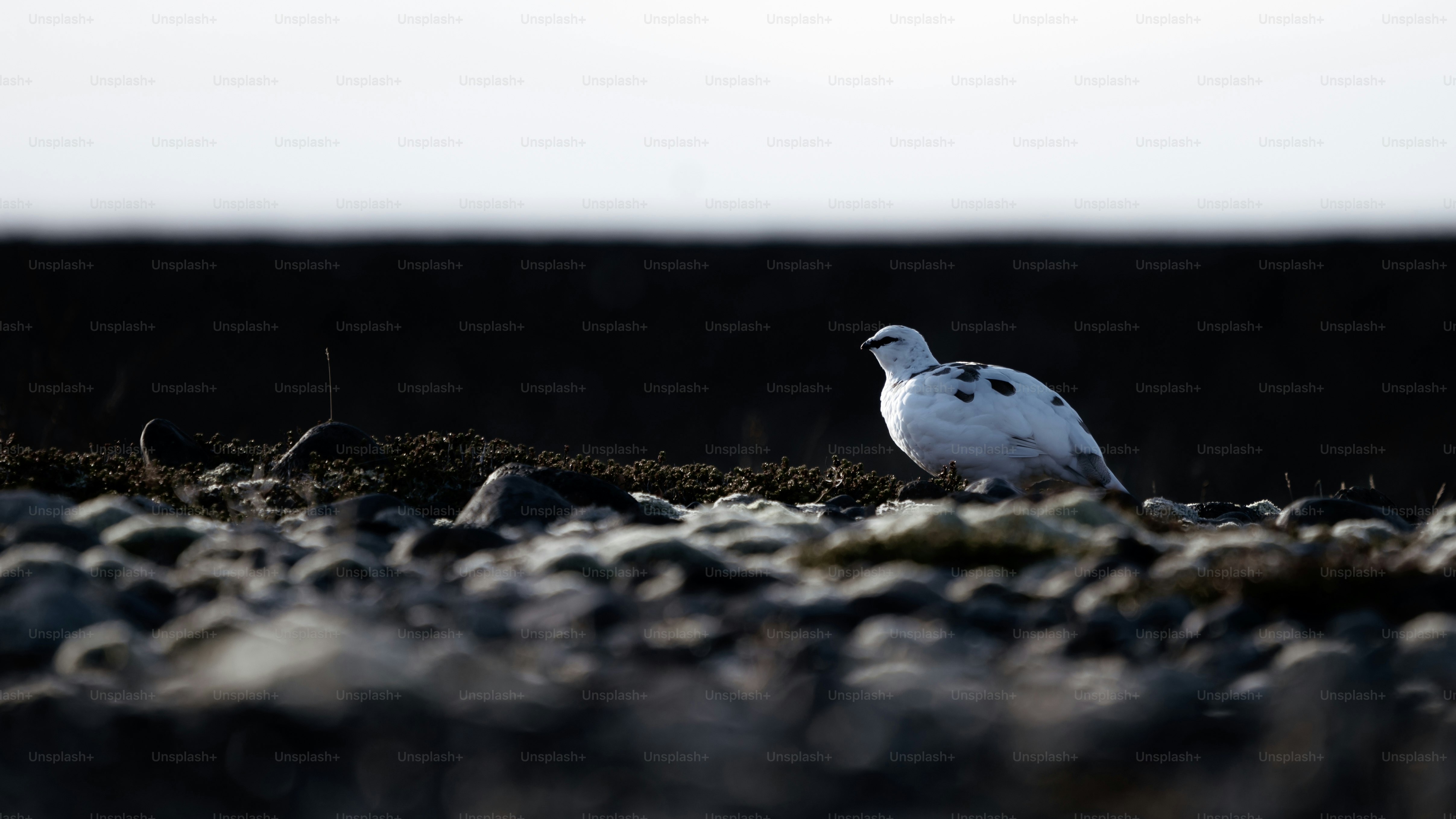 Rock ptarmigan on rocky Iceland landscape - Photo on Unsplash+
